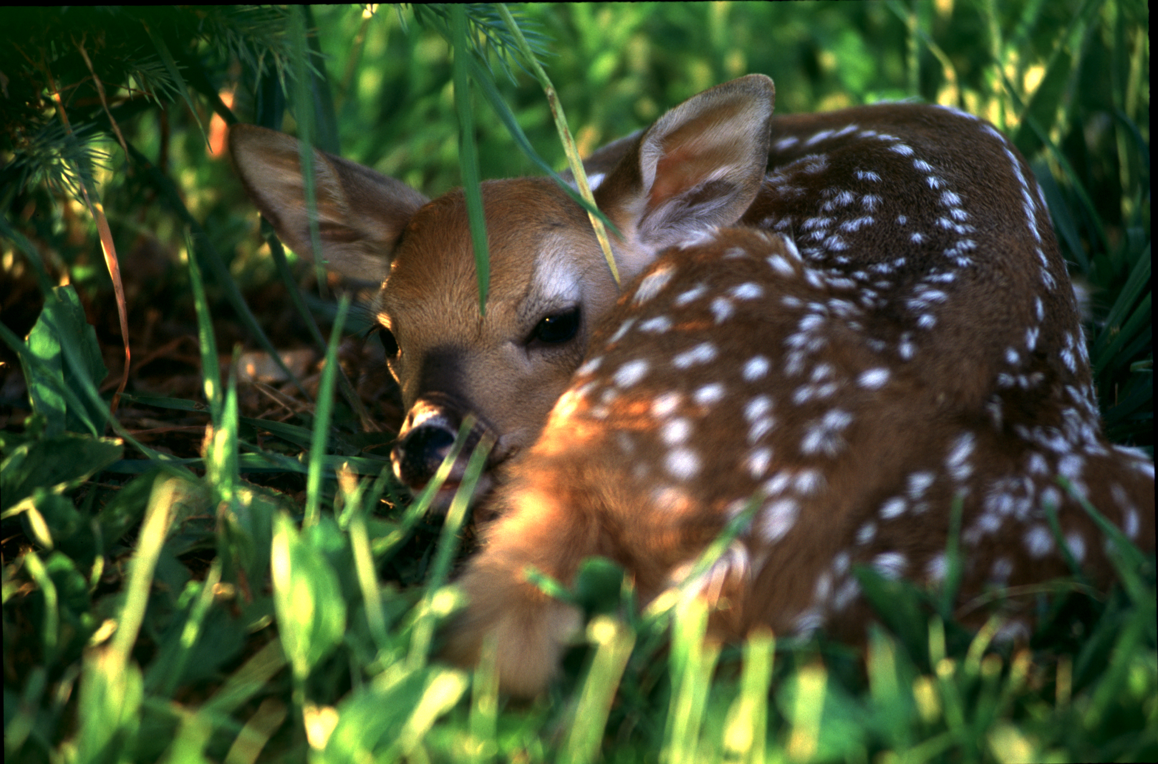 Orphaned' wildlife babies probably are not: Pennsylvania Game Commission -  