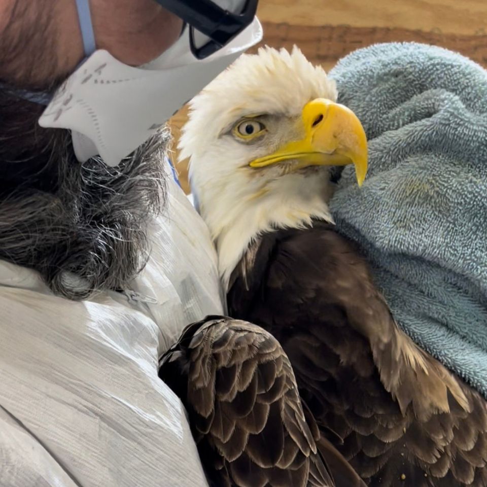 Wildlife rehabilitators at Skegemog Raptor Center in Traverse City must wear personal protective equipment while handling sickened bald eagles in their care which are suspected to have fallen ill with avian influenza.