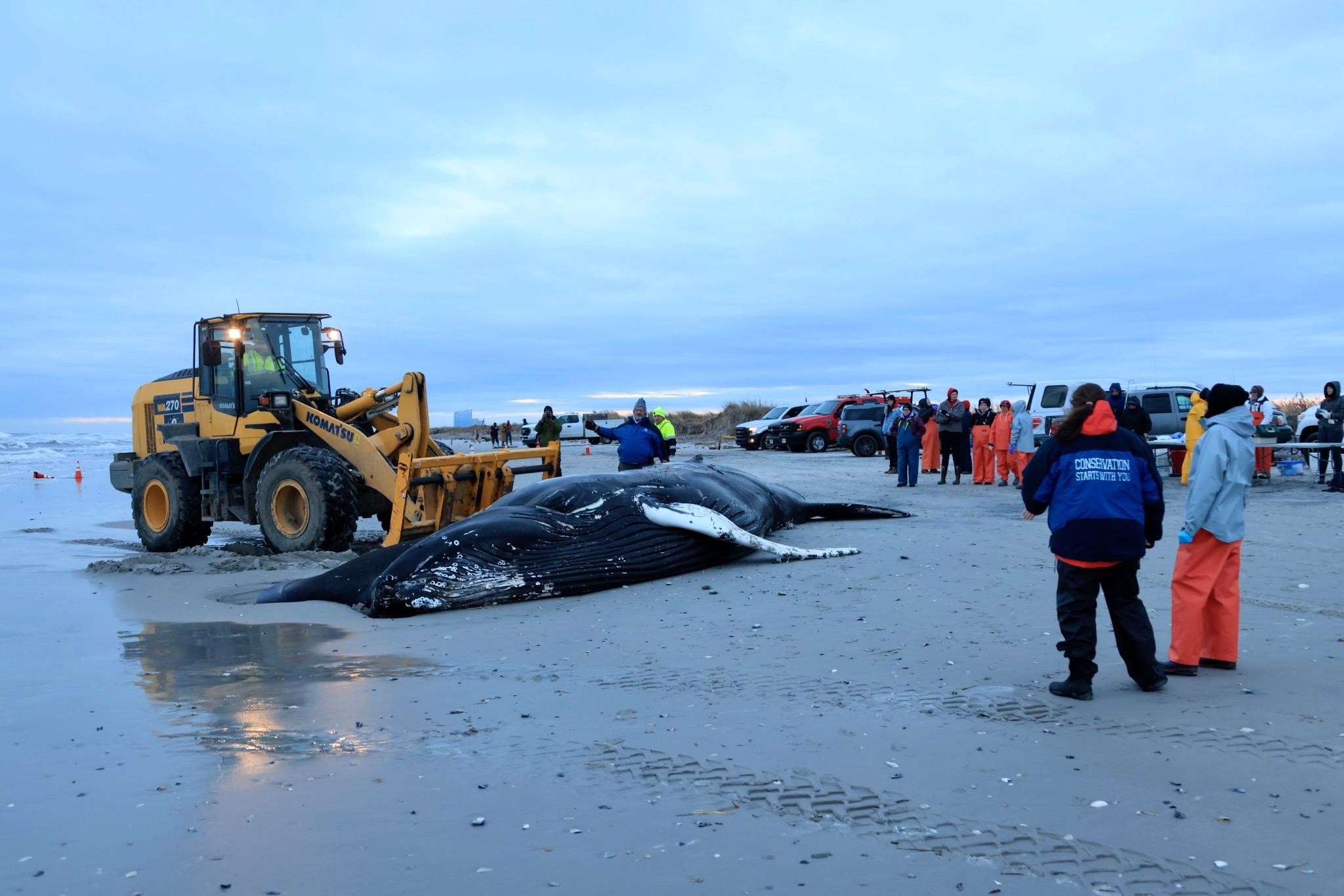 Calls grow for federal probe into whale deaths along Northeast beaches