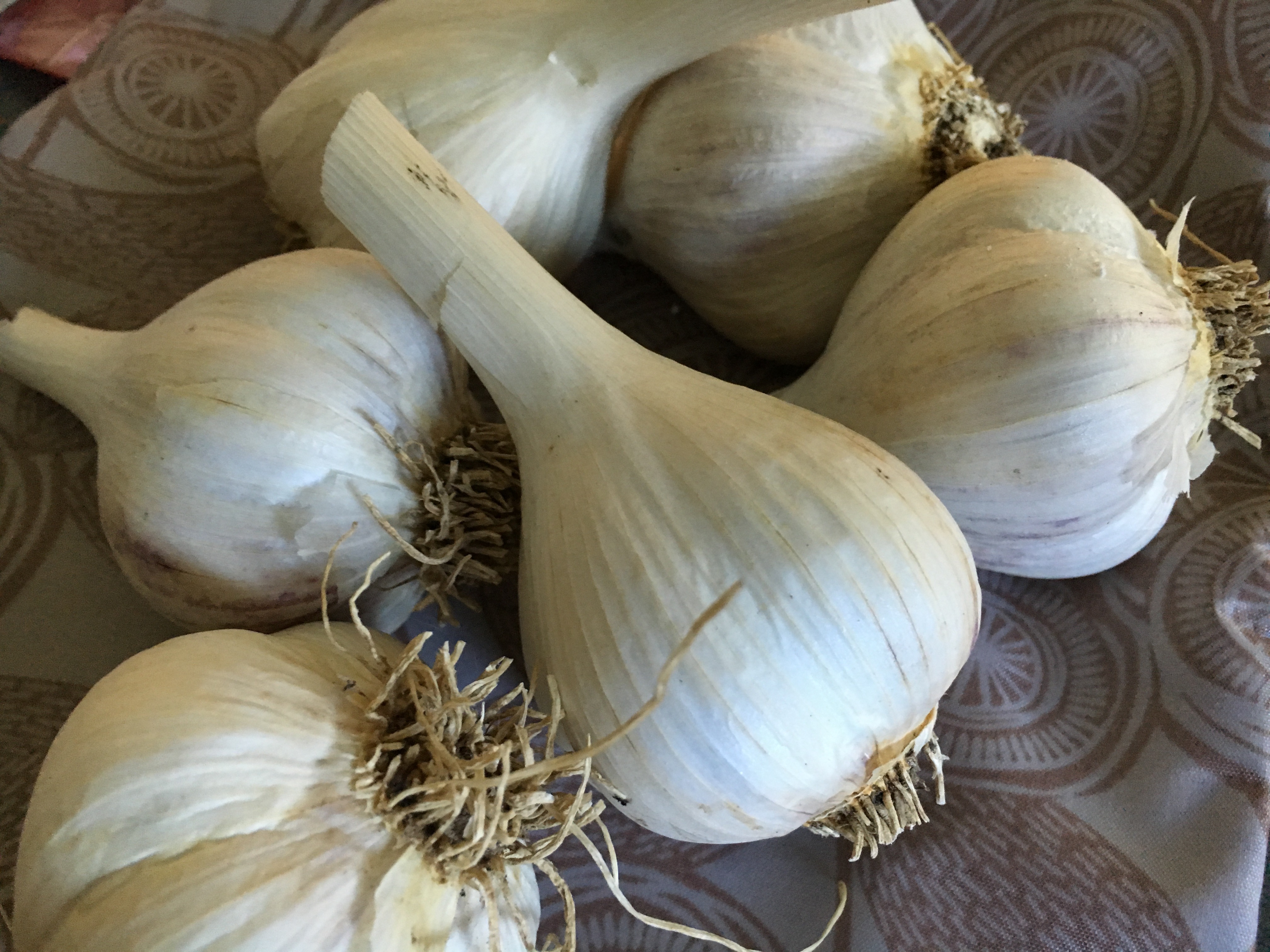 Master Gardeners: More about garlic