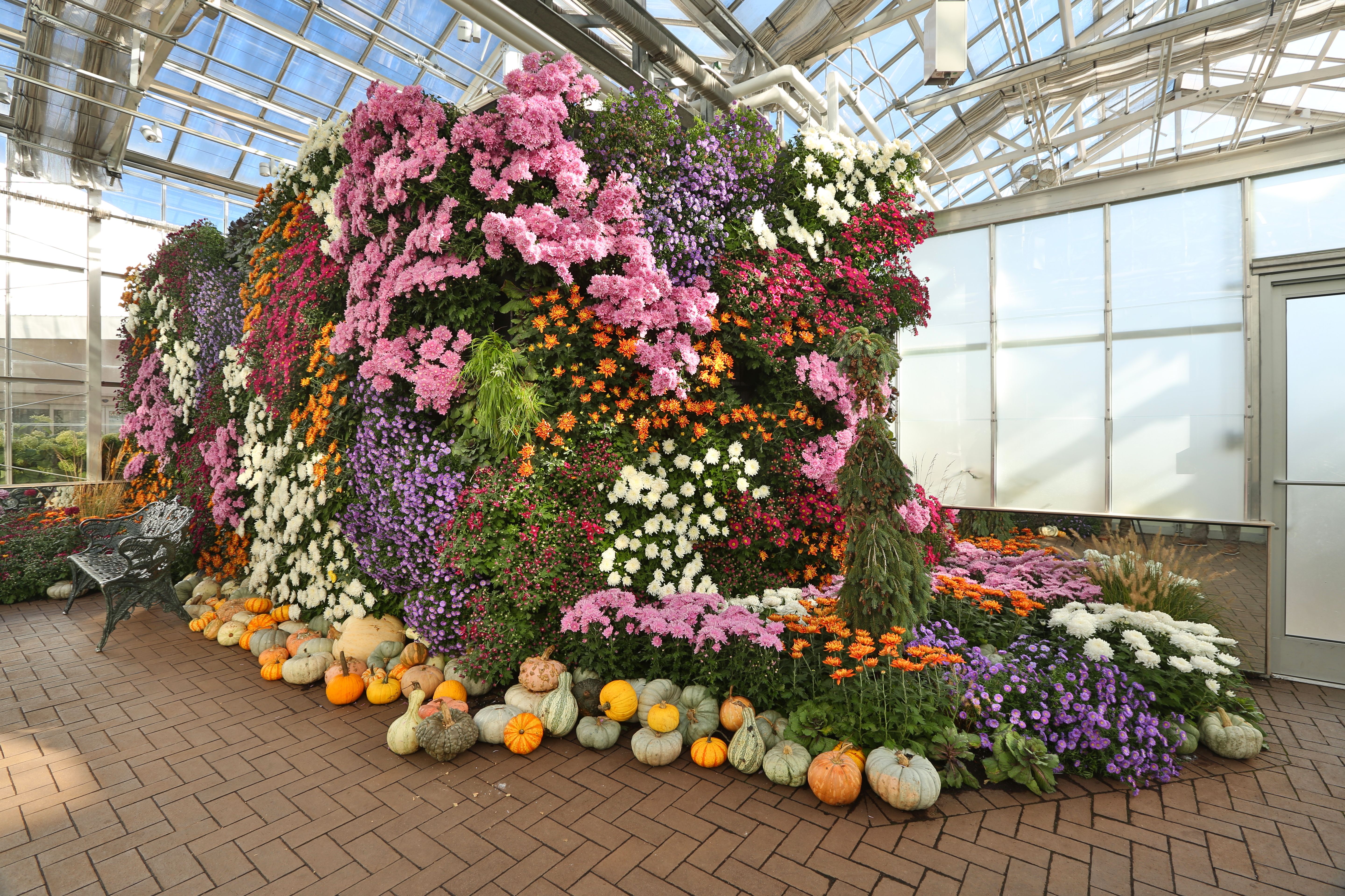 Chrysanthemum  Home & Garden Information Center