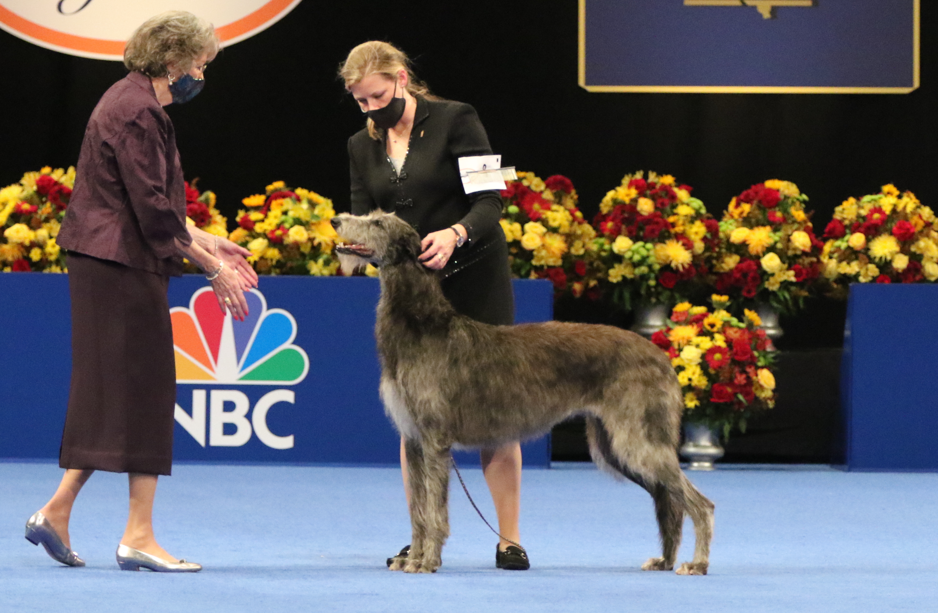 National Dog Show 2020 Claire, Scottish deerhound, wins best in show