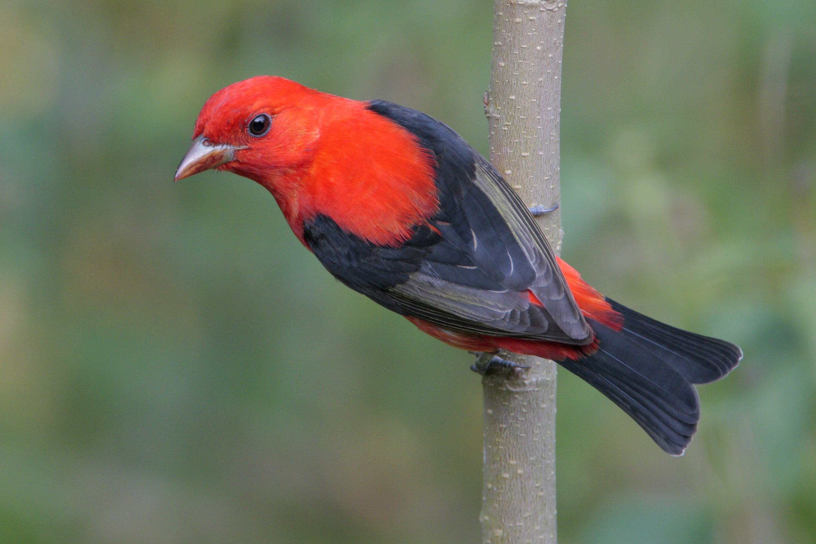 Scarlet tanager spotted exhibiting rare ground behavior | Lehigh