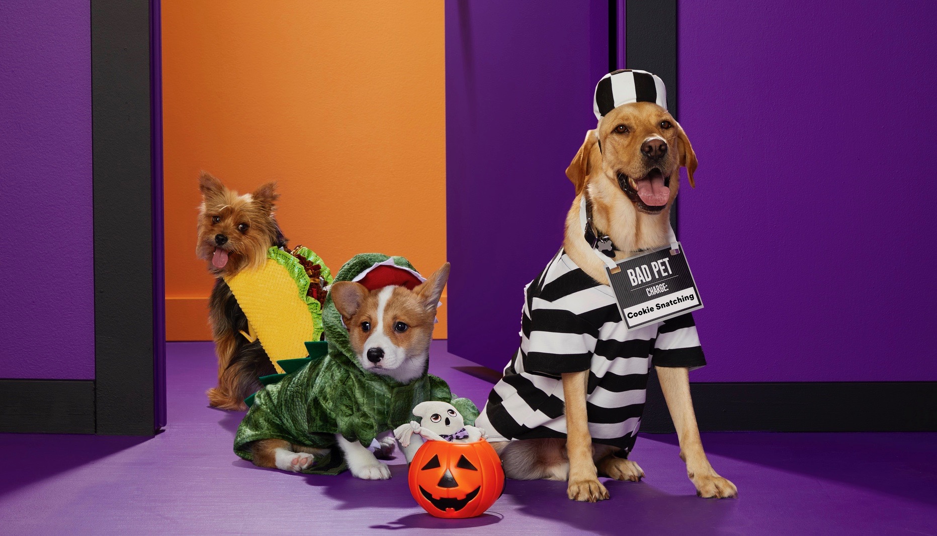PetSmart's New 2021 Halloween Costumes For Dogs, Cats, & Guinea Pigs