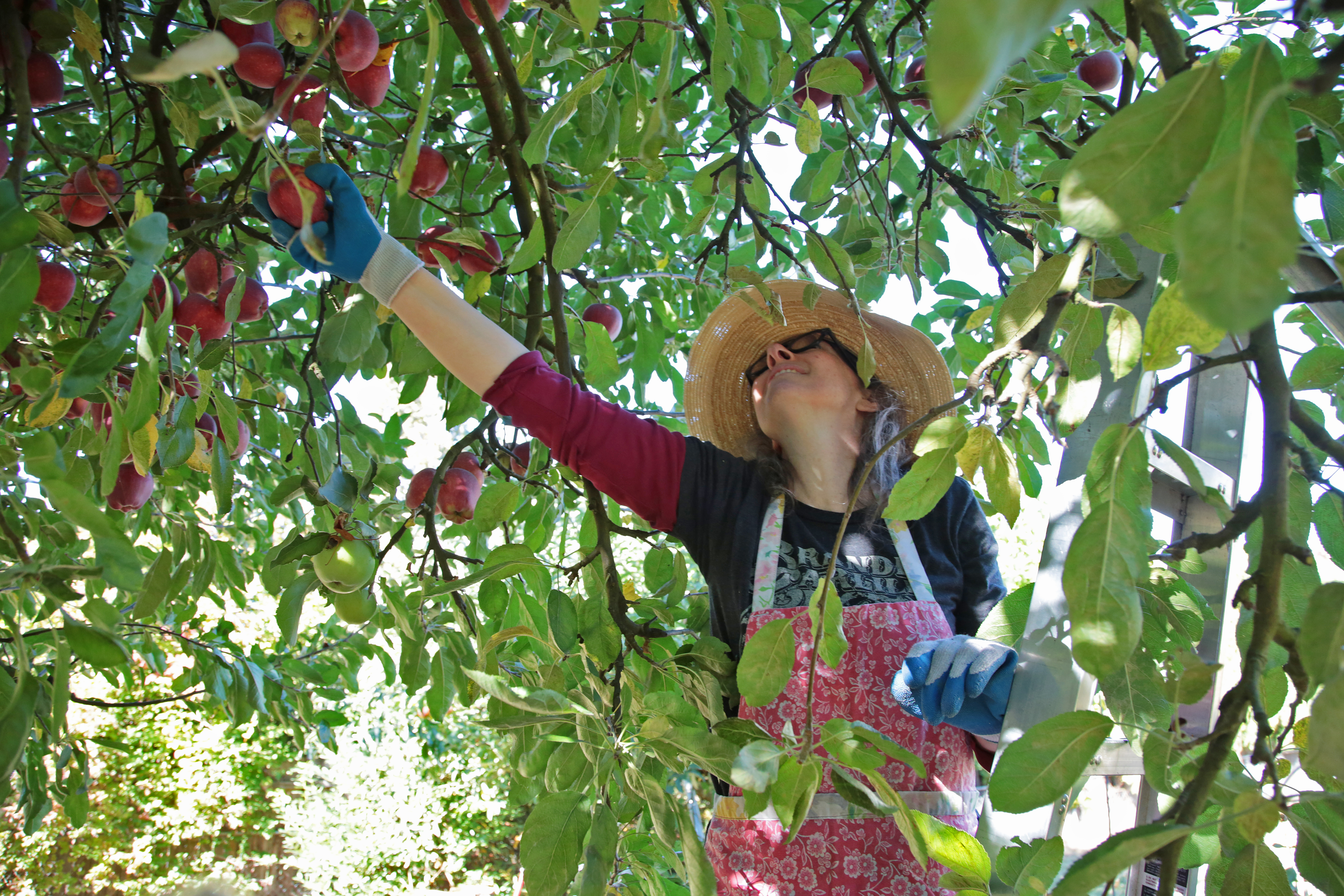 Portland Fruit Tree Project - oregonlive.com