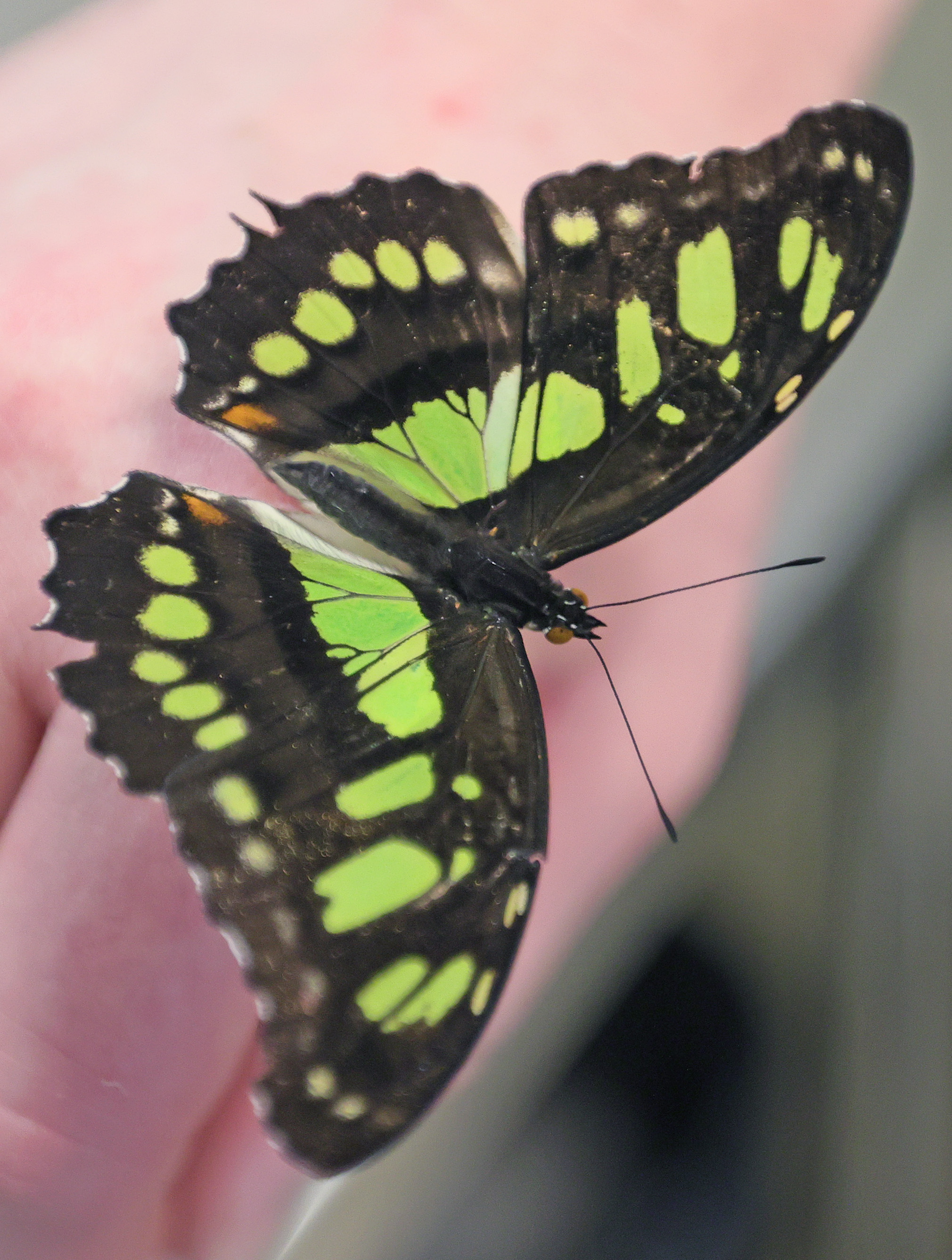 Butterfly releases are back at the Cleveland Botanical Garden, April 1 ...