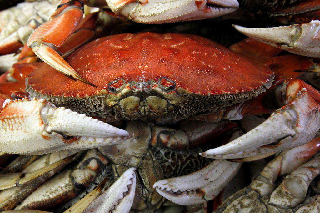 Oregon commercial Dungeness crabbing to start 2 months later than