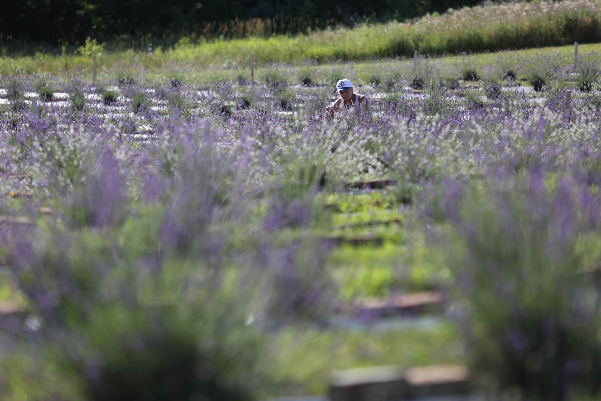Lavender Trails Farm in Orrville