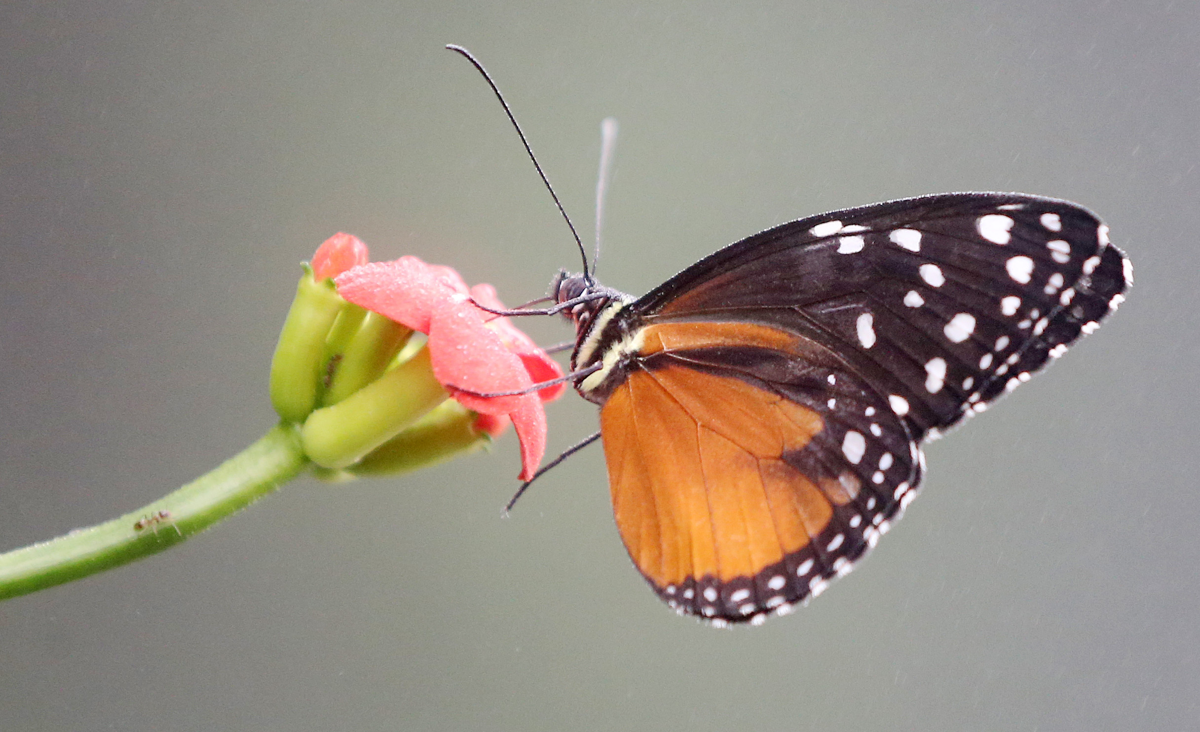 Butterfly releases are back at the Cleveland Botanical Garden, April 1 ...