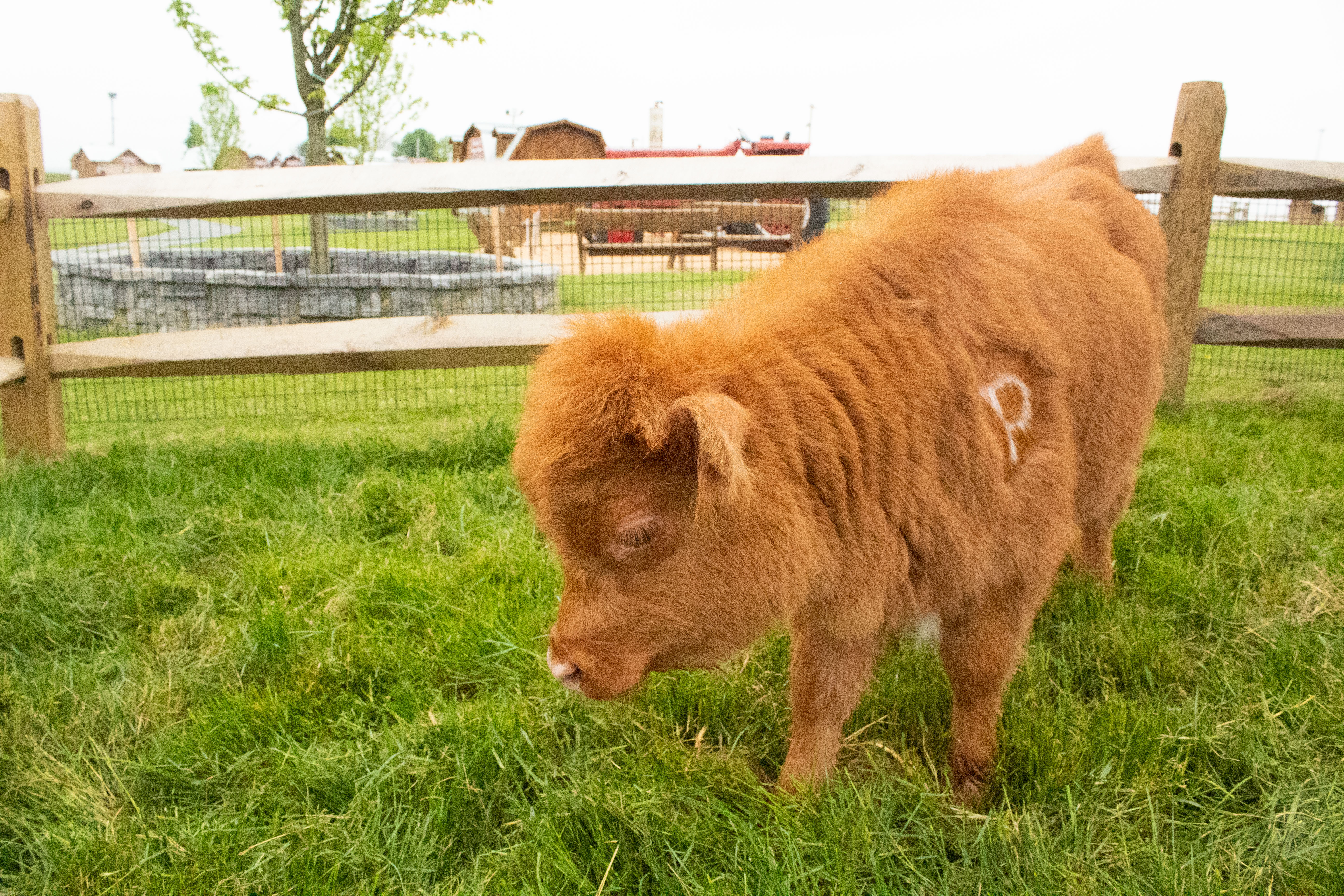 Two micro-miniature highland cows at Cherry Crest Adventure Farm 