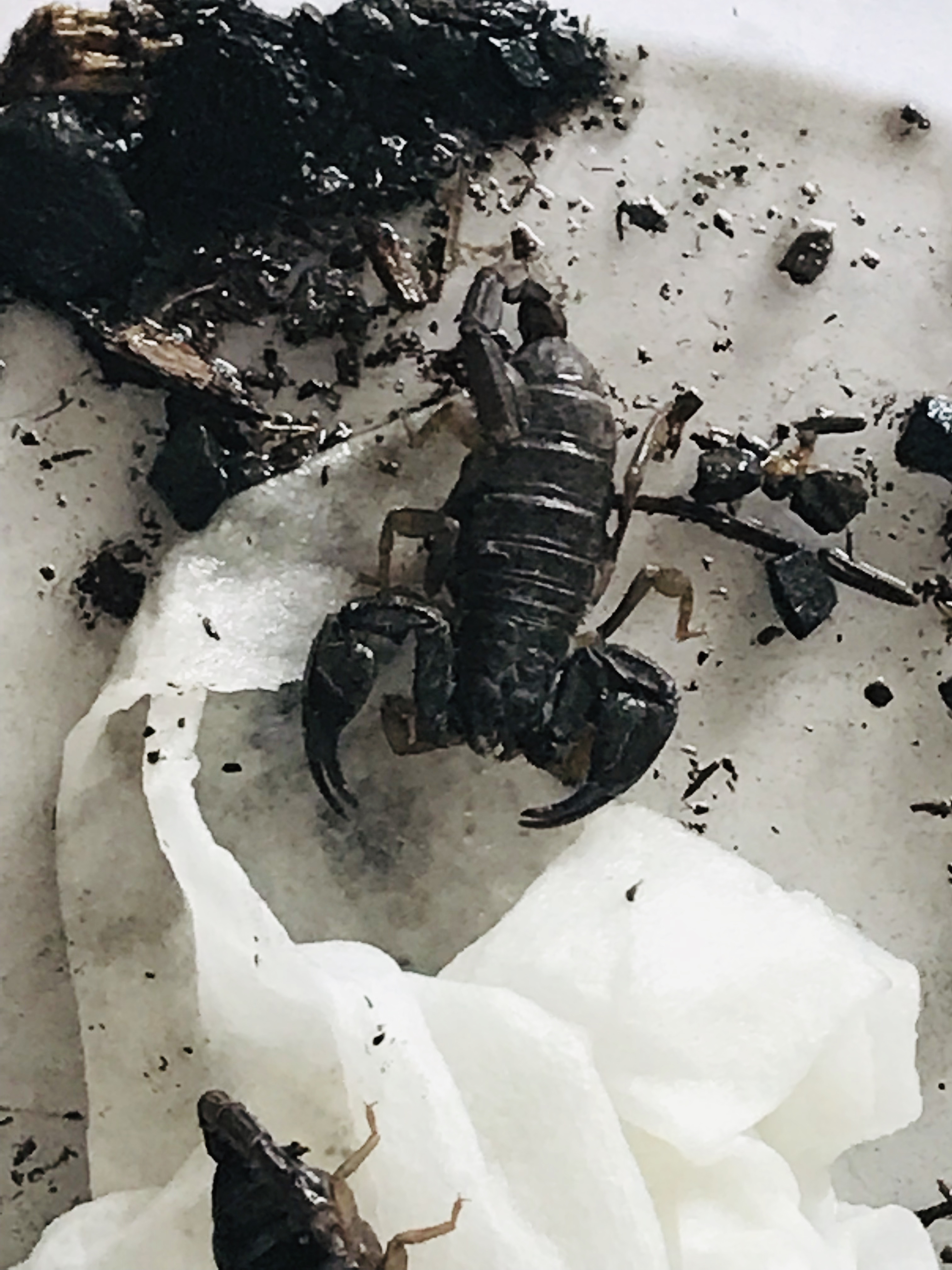 Live scorpions found in container at Keizer park, dropped off at