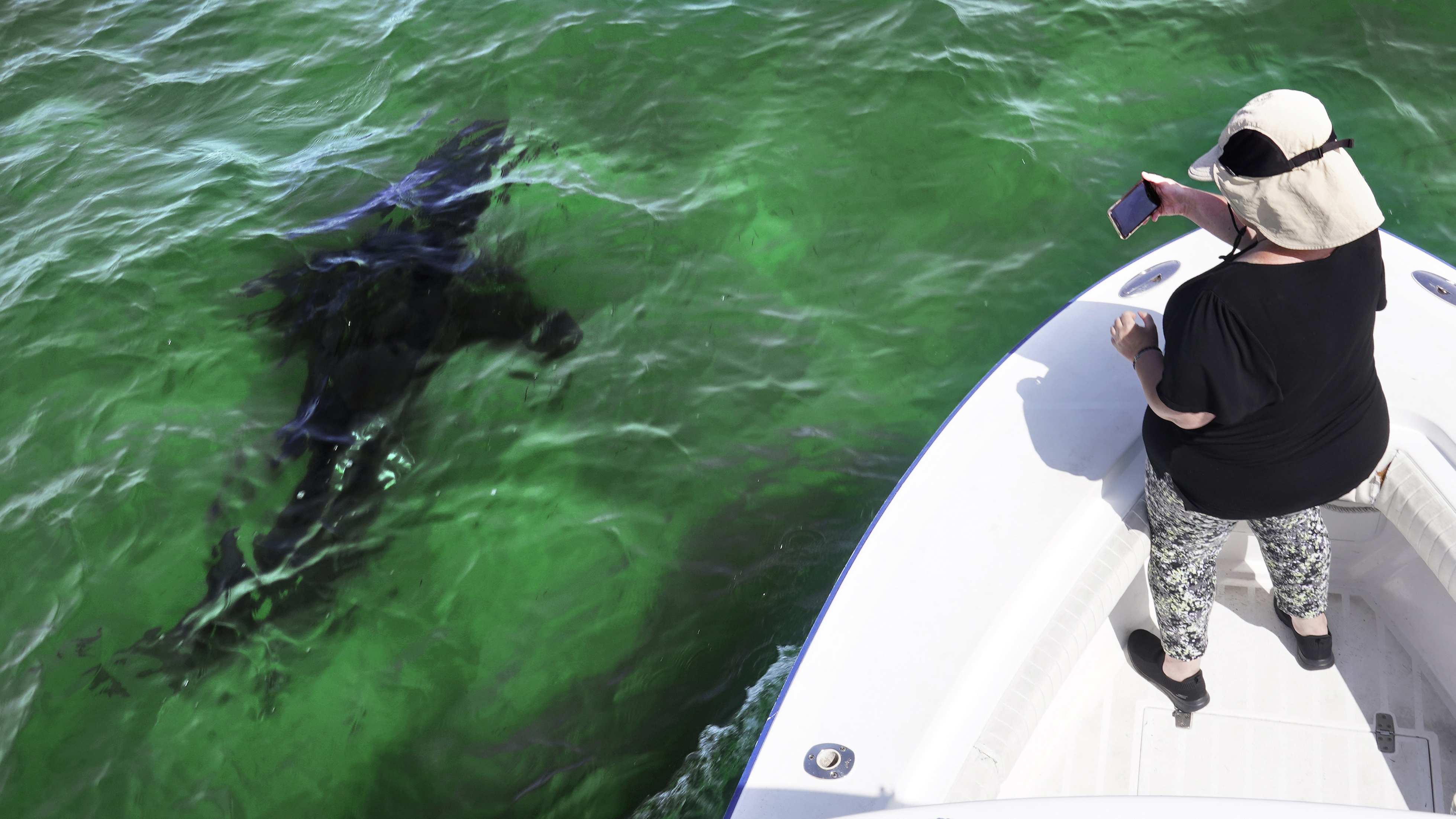 Shark fishing Massachusetts Cape Cod mako bull tiger great white