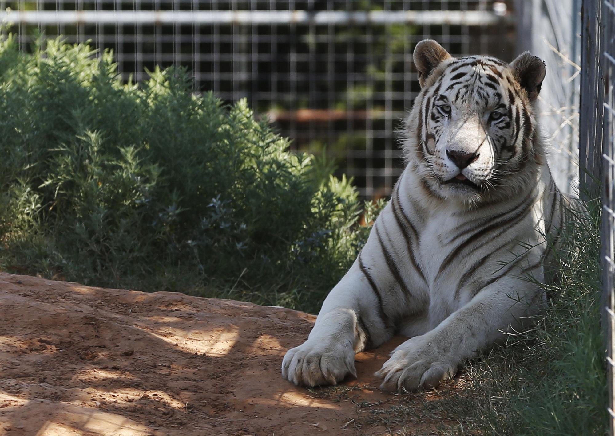 68 big cats seized from Tiger King Park after complaint against