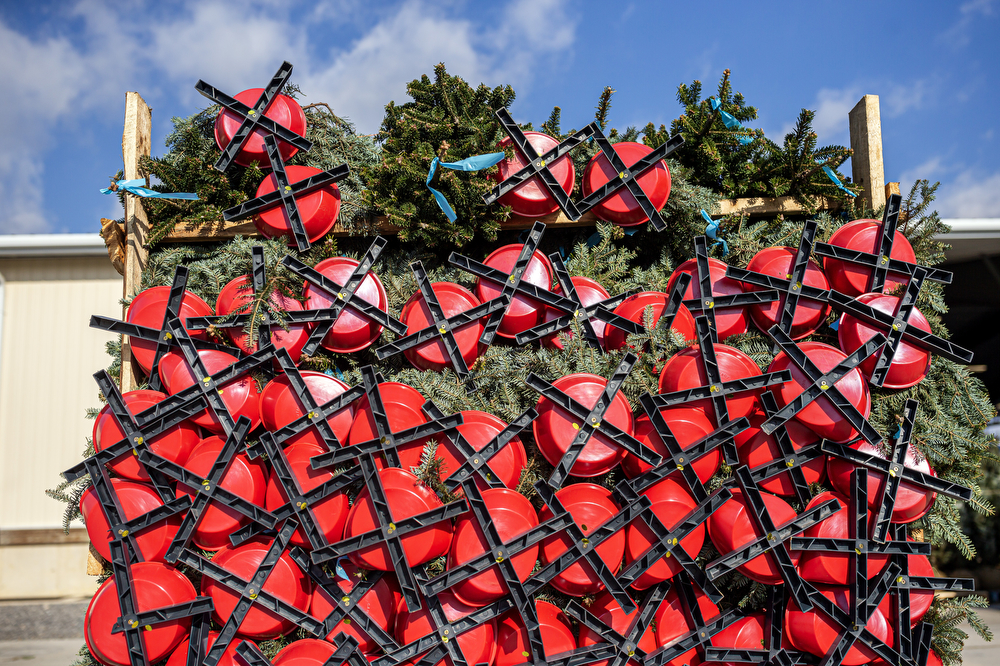 World’s largest Christmas tree auction at Buffalo Valley Produce Auction