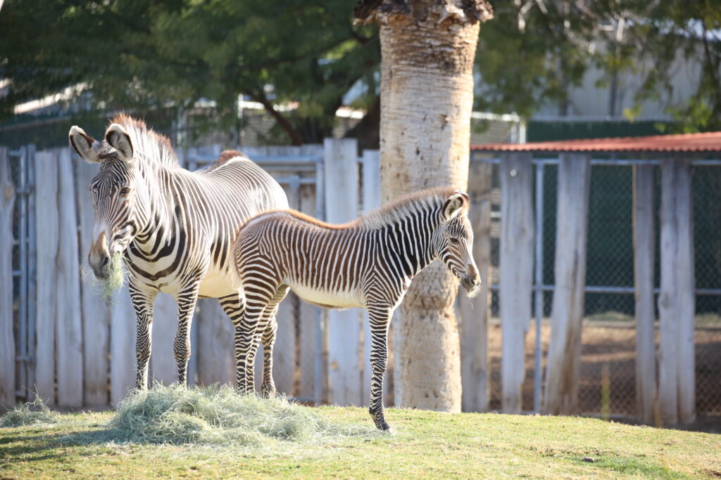 EVCT A Tale of Bravery of a Zebra, a Lioness and a Very Very Small Bird -  Mesa, Arizona - Phoenix, Arizona