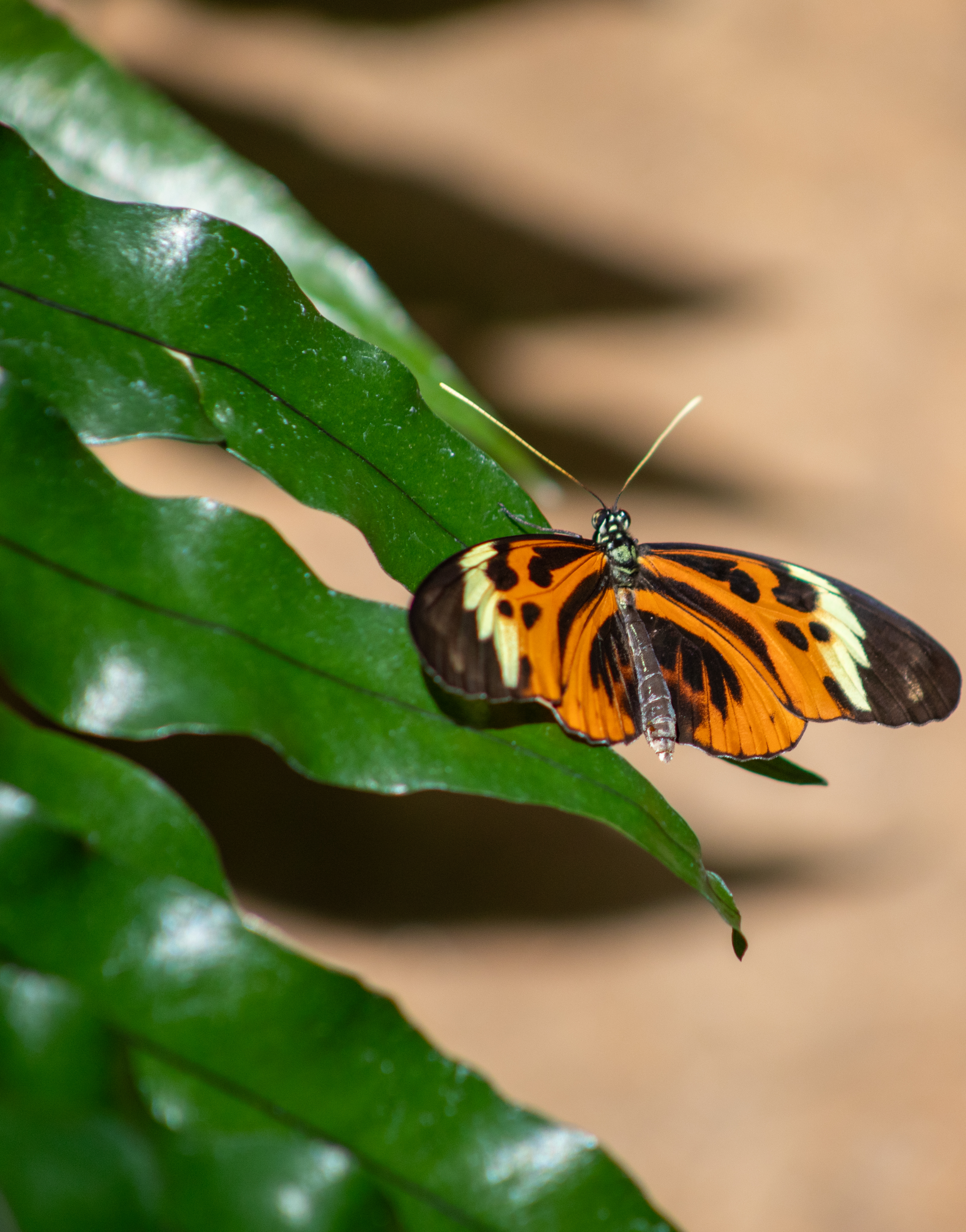 Butterflies return to Meijer Garden and Sculpture Park - mlive.com