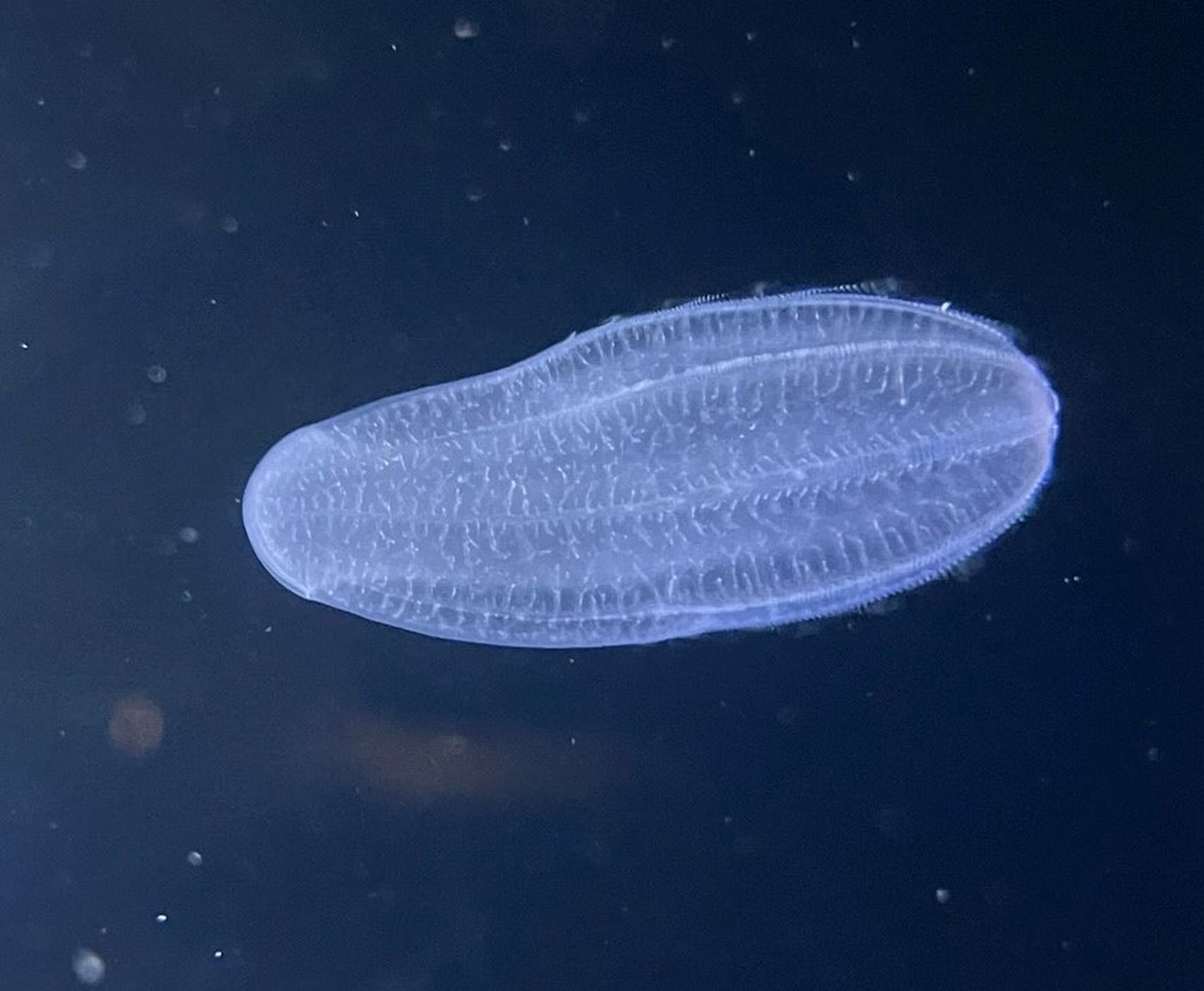 The seven most common jellyfish along Oregon's coast