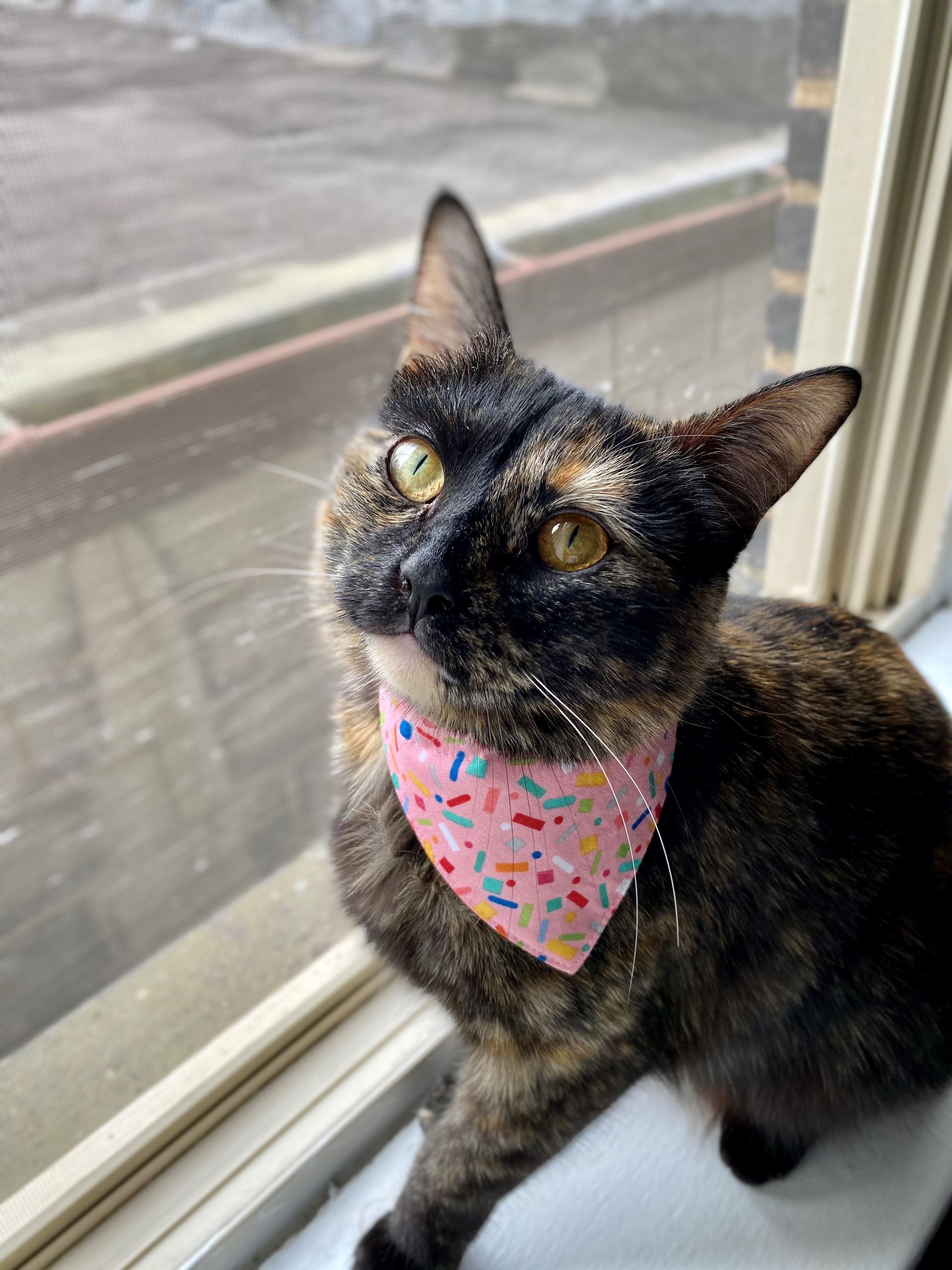 Meet contestants Fluff to Kobe in our Cutest Cat contest (photos 