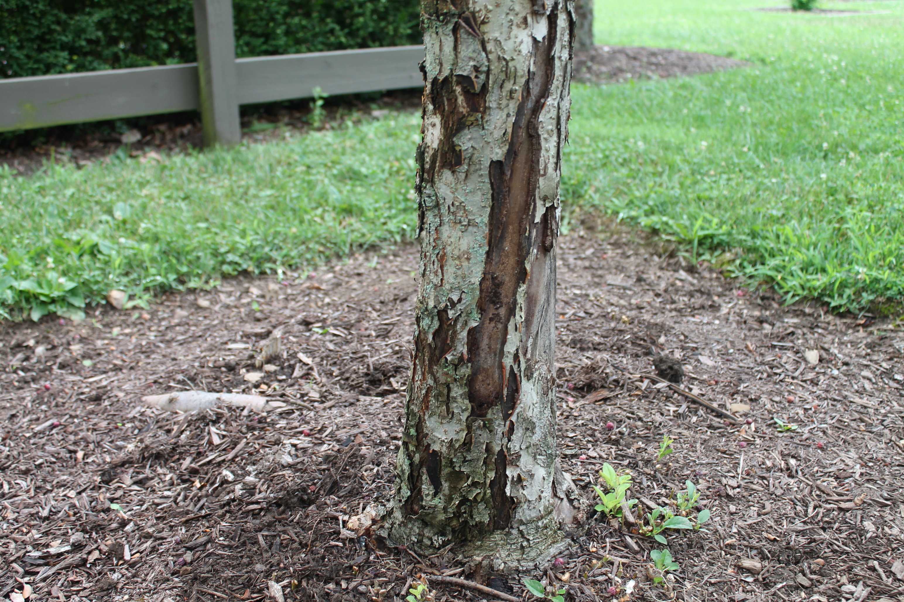 Why is the Oak Tree Bark Falling Off My Tree? - K&C Tree and Landscape