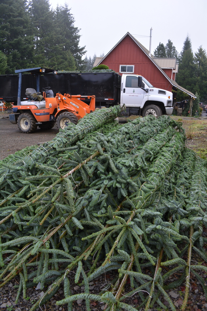 2020 Christmas trees in Oregon