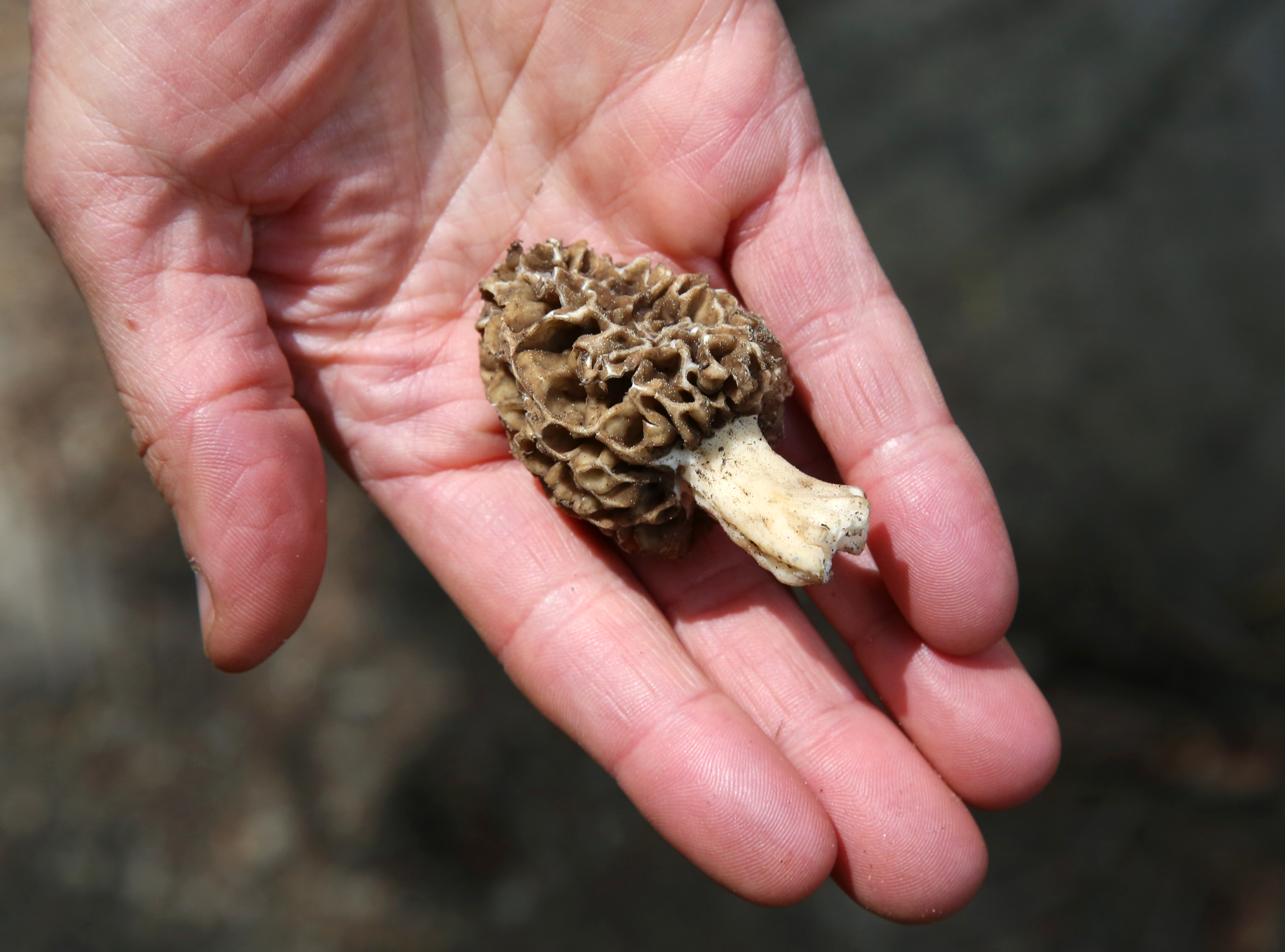 Morel mushrooms are linked to deadly food poisoning outbreaks;  The Food and Drug Administration (FDA) issues its first-ever preparation guidance