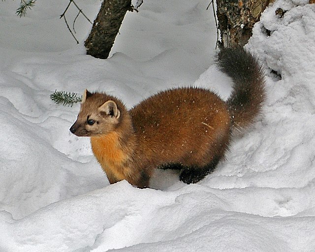 Fisher Weasel in PA