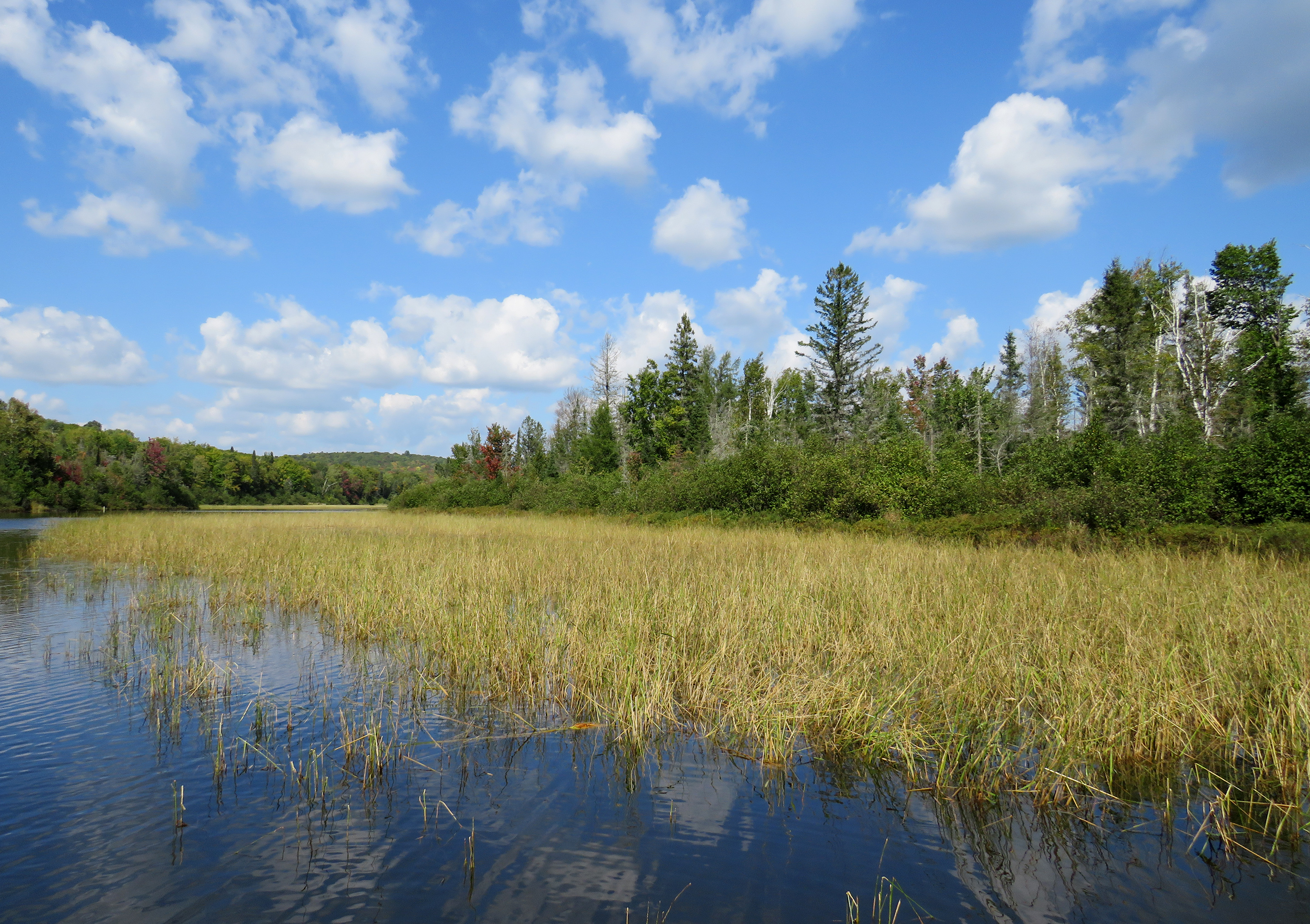 Climate change impacts wild rice as tribes work toward restoration ...