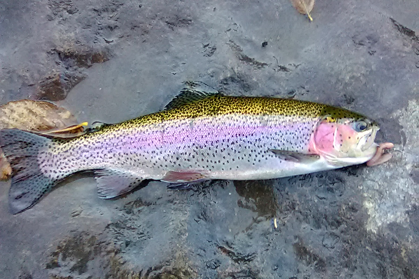 Fall days and tiger trout colors! A huge shout to @lmcgons who