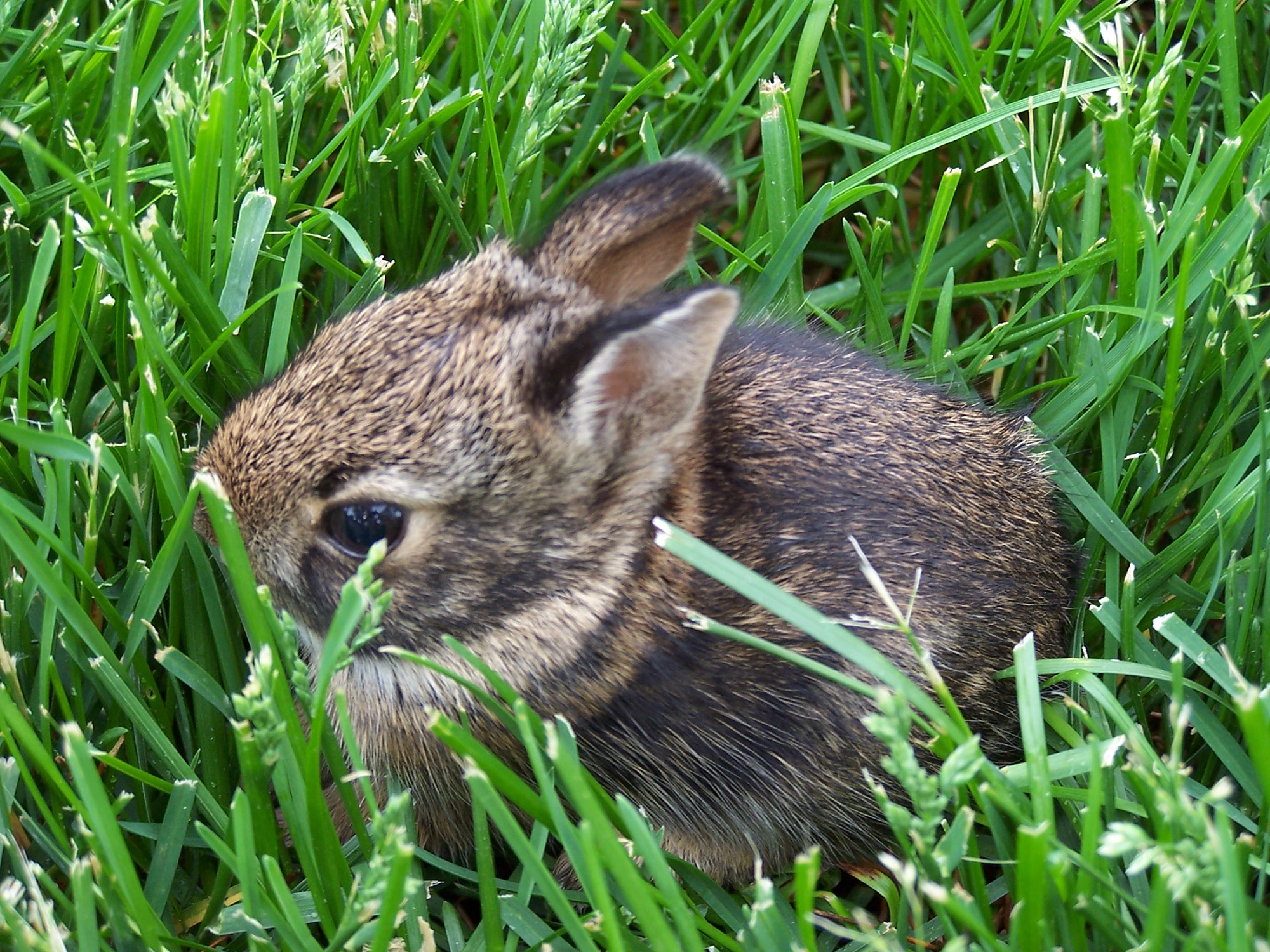 Leave Those Wild Baby Animals Be Morgan Paskert Lake Erie Nature Science Center Cleveland Com