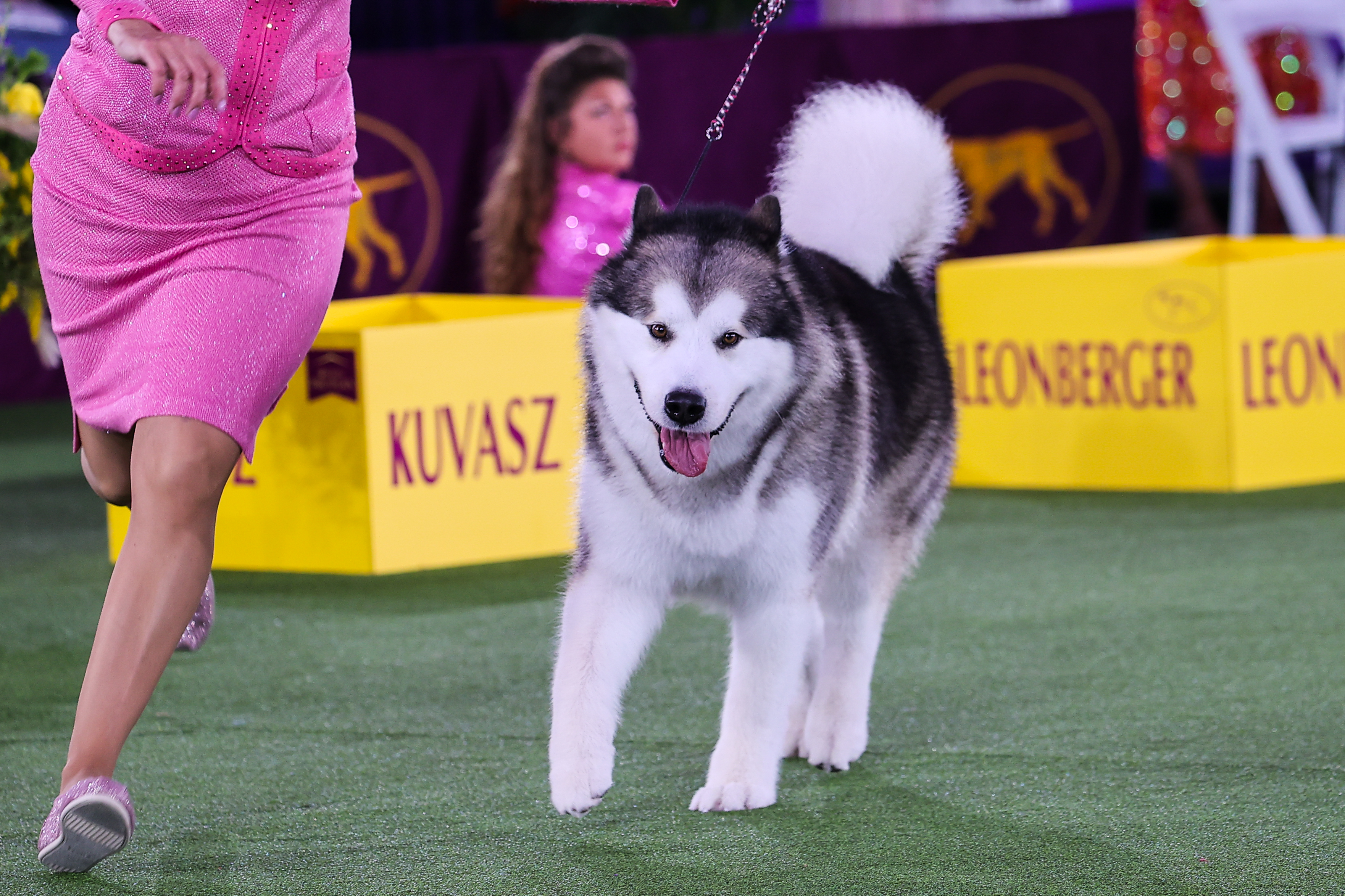 Yellow lab with N.Y. Yankees link steps up to plate at Westminster dog show  (with TV schedule)