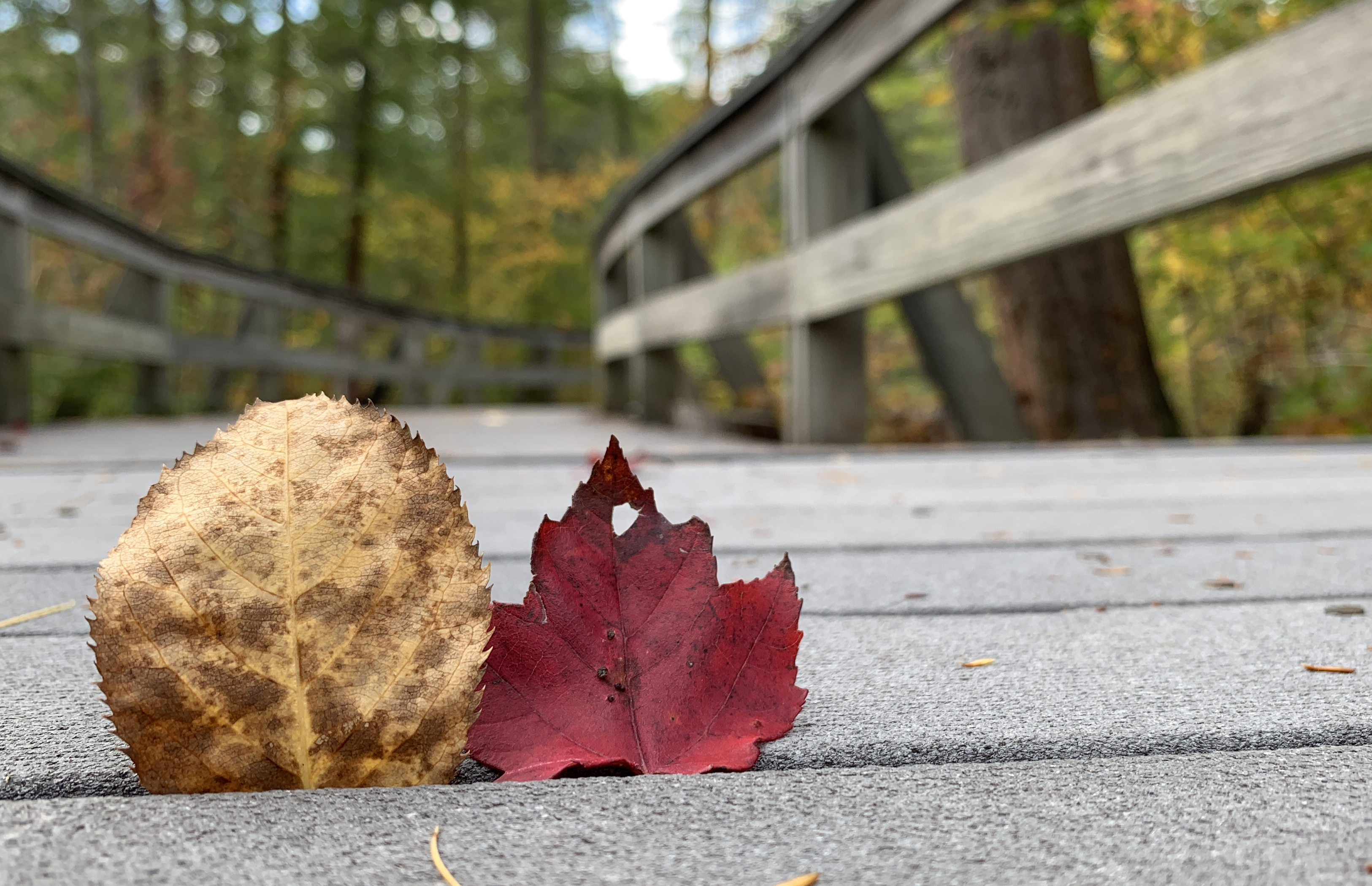 Fall color explodes at Labrador Hollow Unique Area - syracuse.com