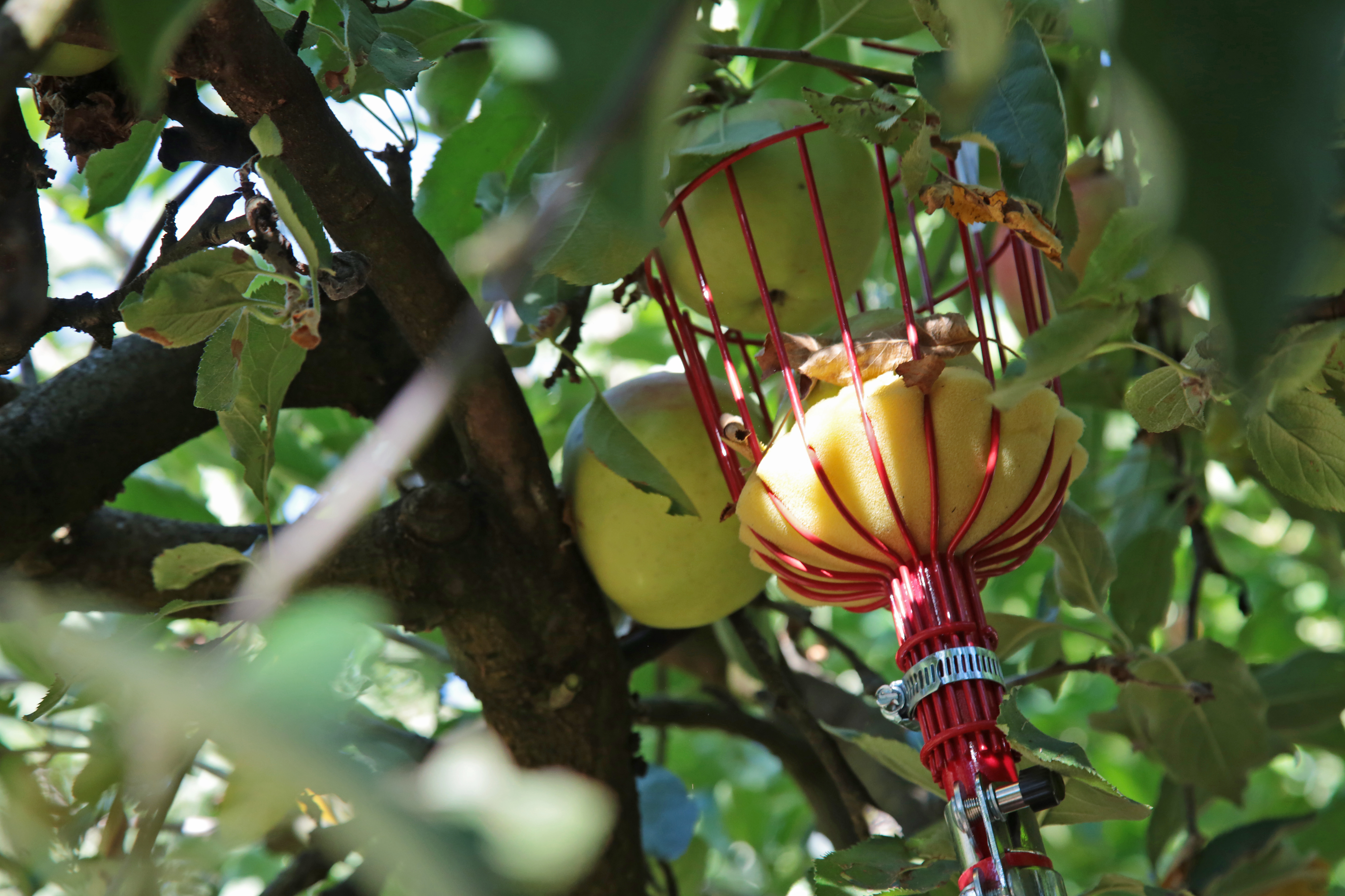 Portland Fruit Tree Project - oregonlive.com