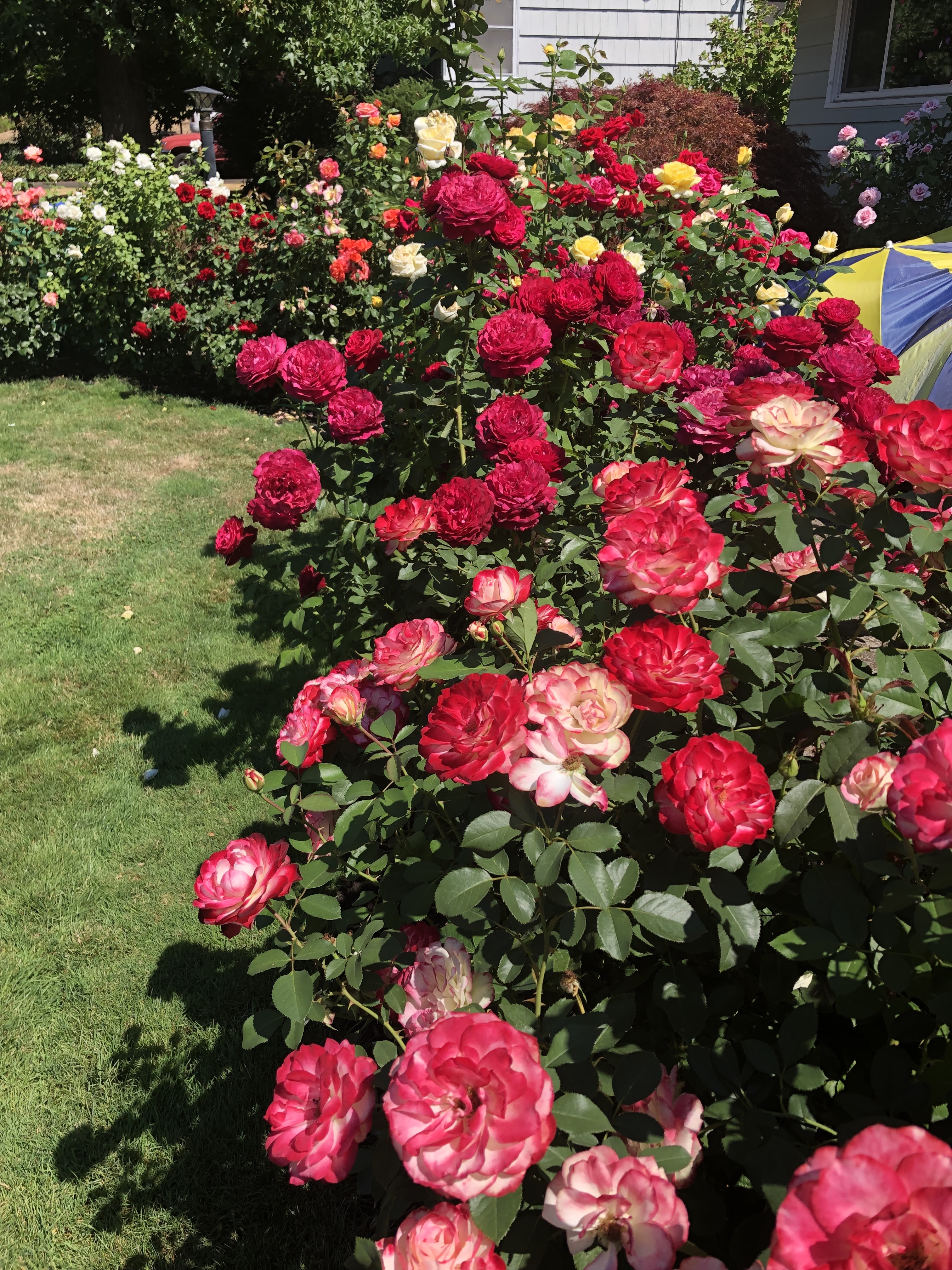 The 2023 Portland Rose Festival's official rose is 'Smiles for
