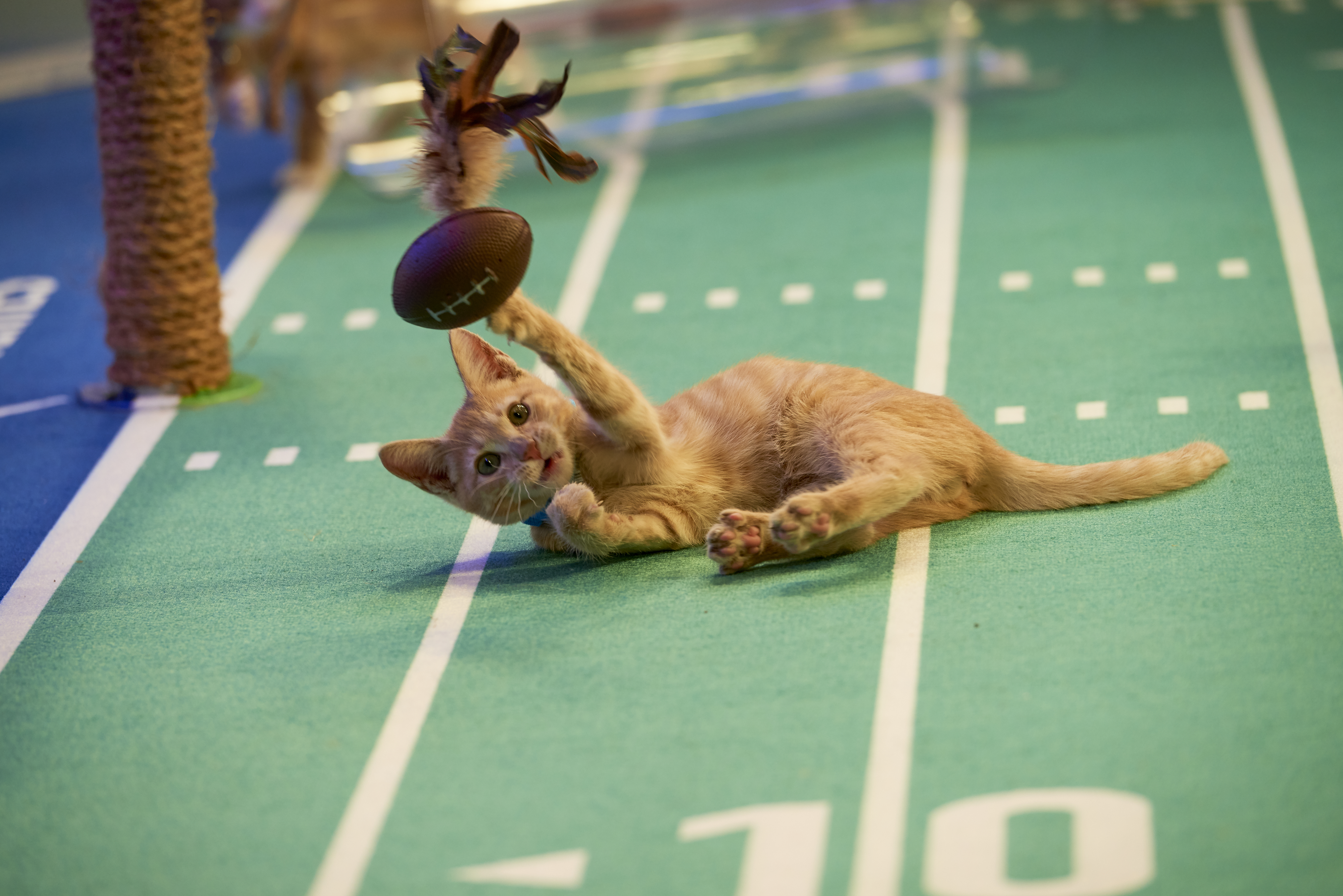 personalised kitten bowl