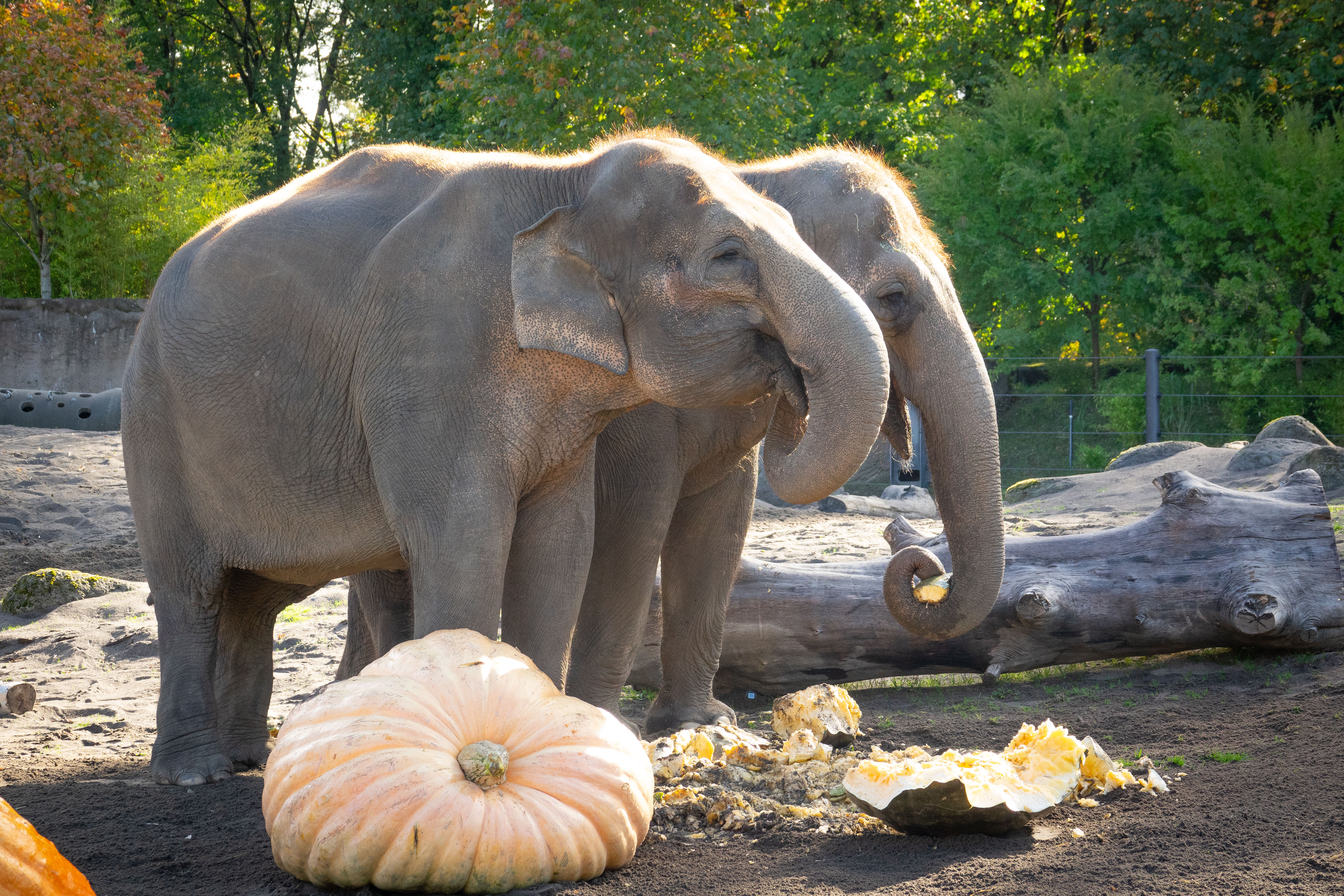 It's fall at the Oregon Zoo; watch the elephants smash some