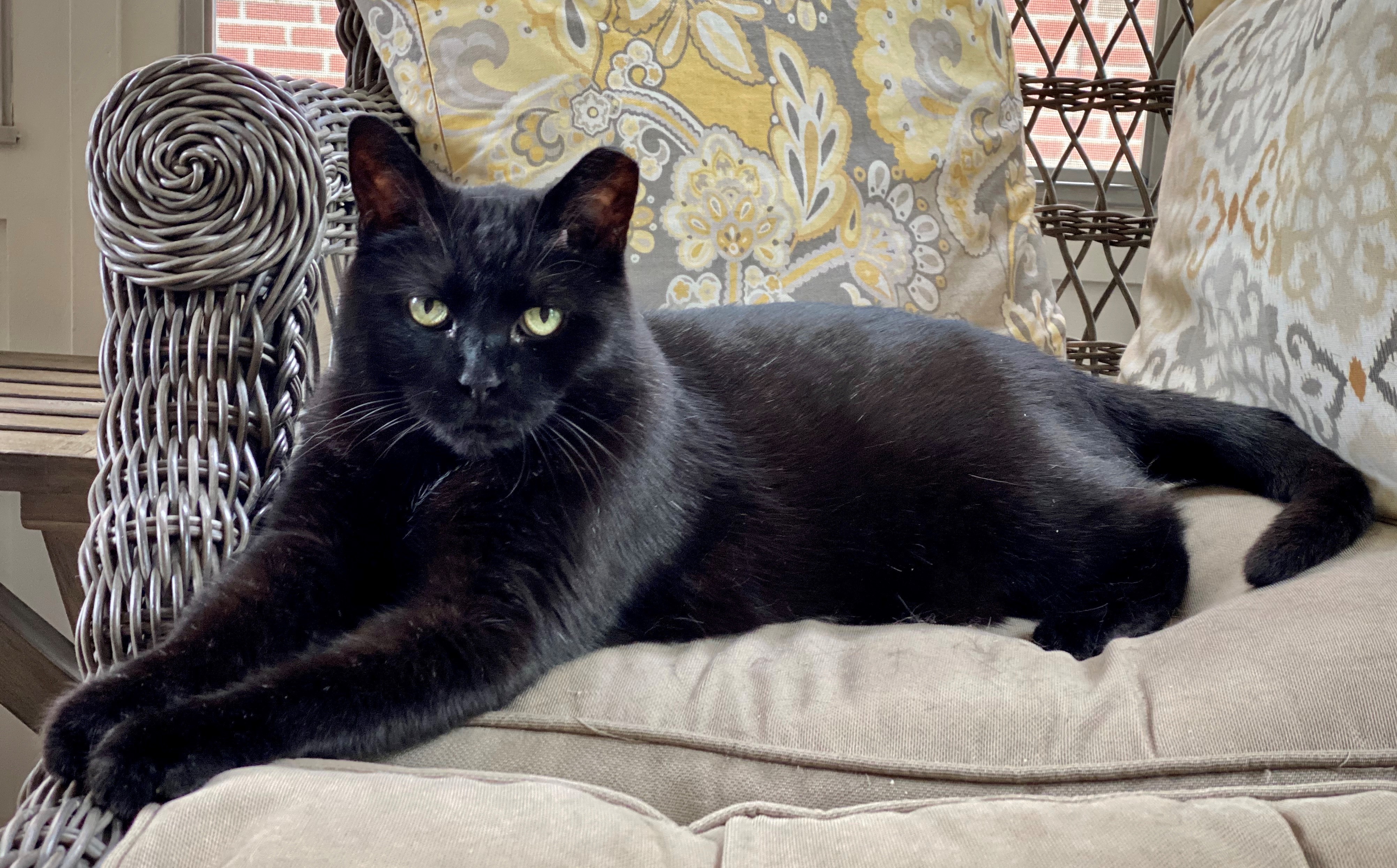 We need your votes to determine which of these bewitching kitties is