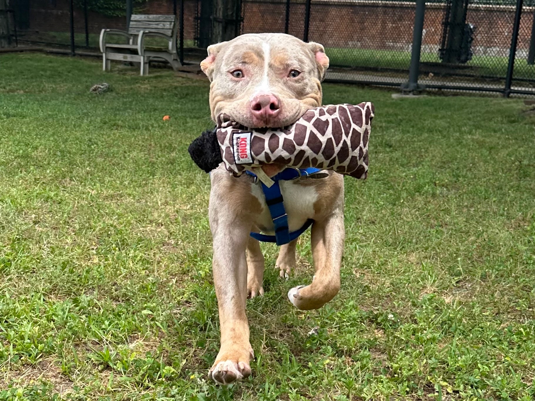 MSPCA searches for 'hero adopter' for dog abused in social media