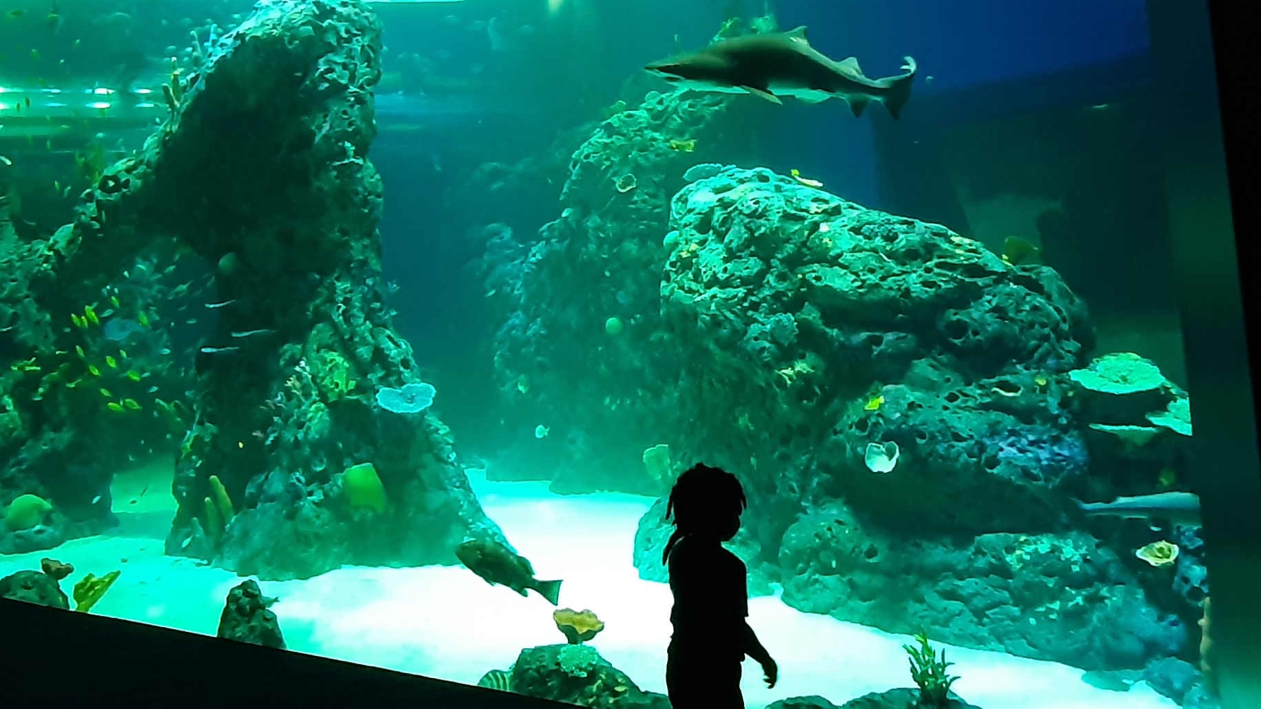 Mississippi Aquarium: New attraction poised to be regional draw