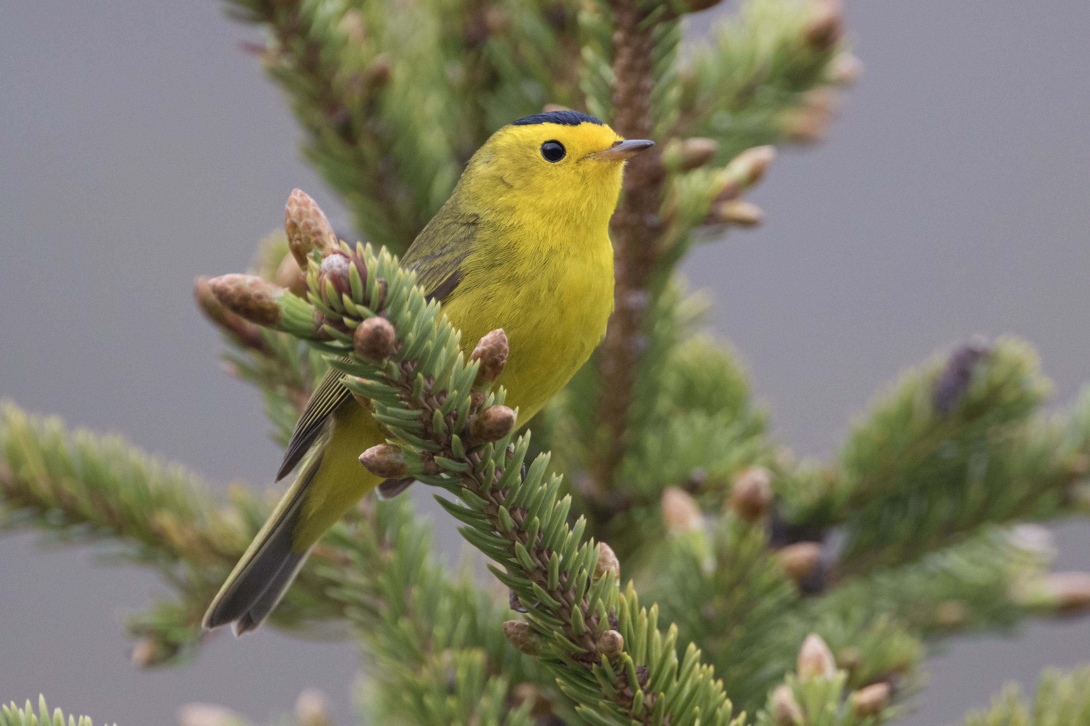 Wing Woman Bird Name Meaning & Info - Drlogy