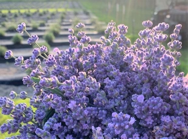 Kitchen Boa  Imagine Lavender Farm