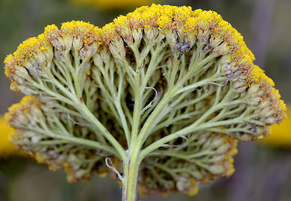 The green and yellow colors of a fernleaf yarrow are shown up close