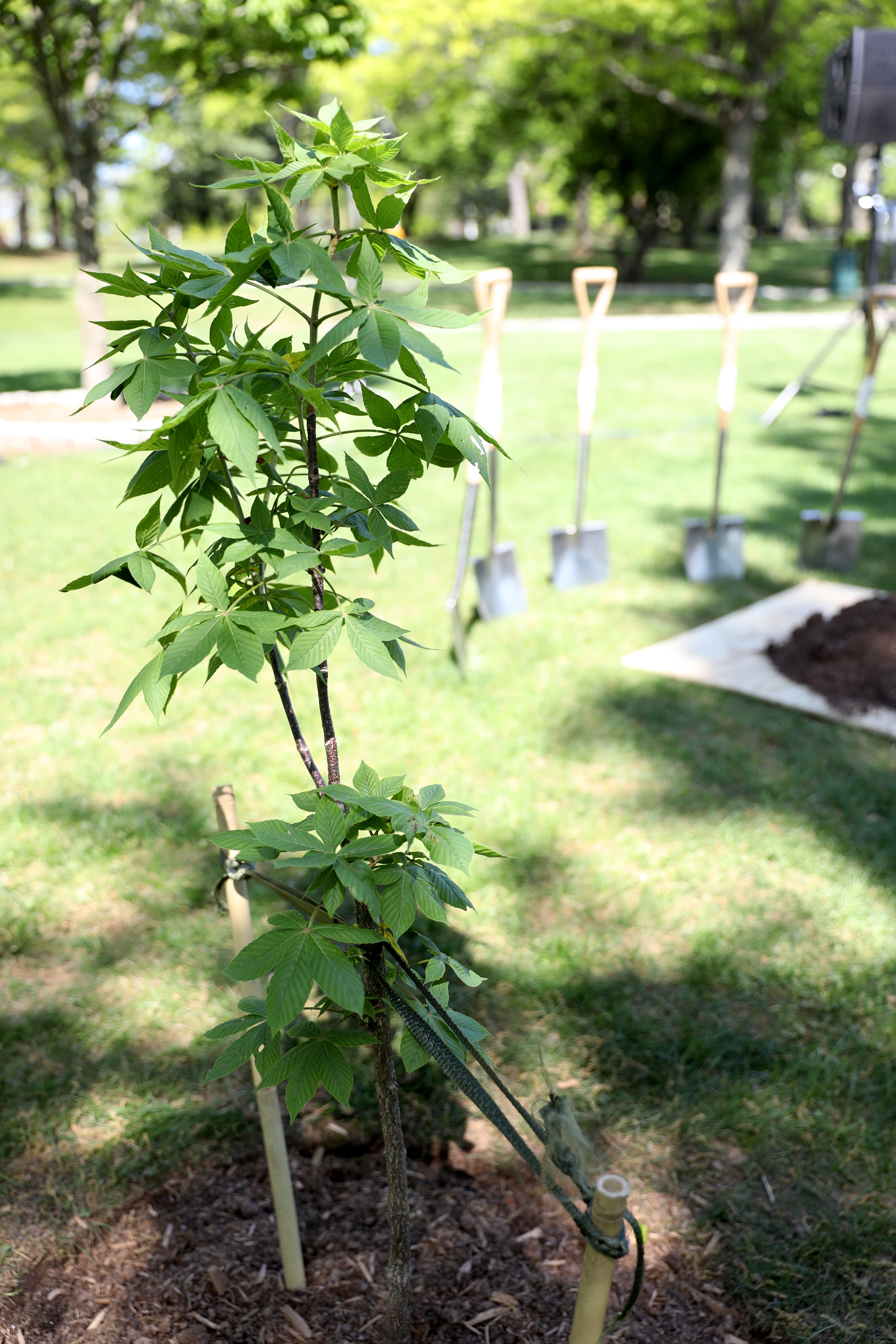 Anne Frank tree sapling planted at Wagner College - silive.com