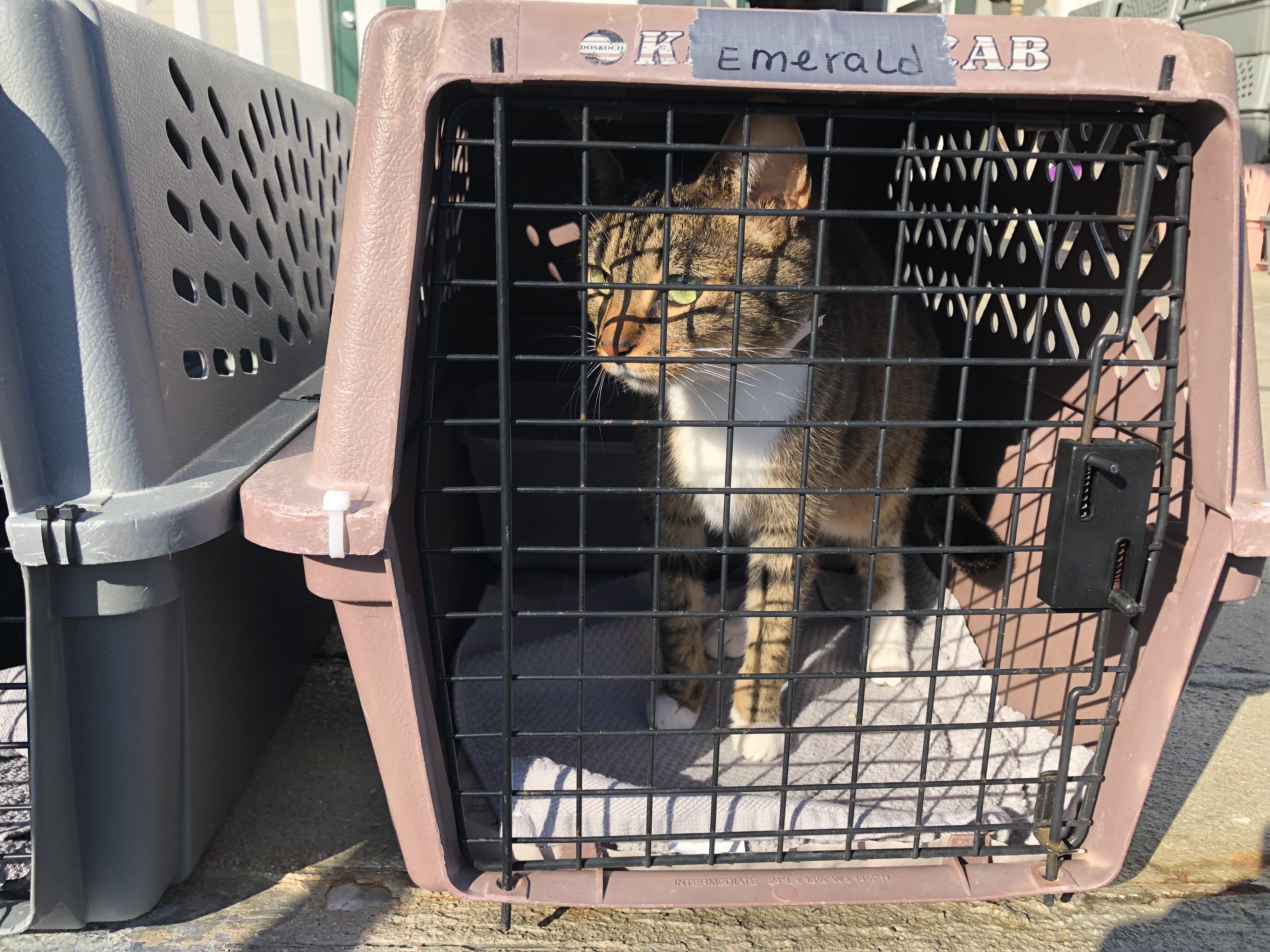 32 cats relocated to Mass. from South Carolina by MSPCA and NEAS as ...