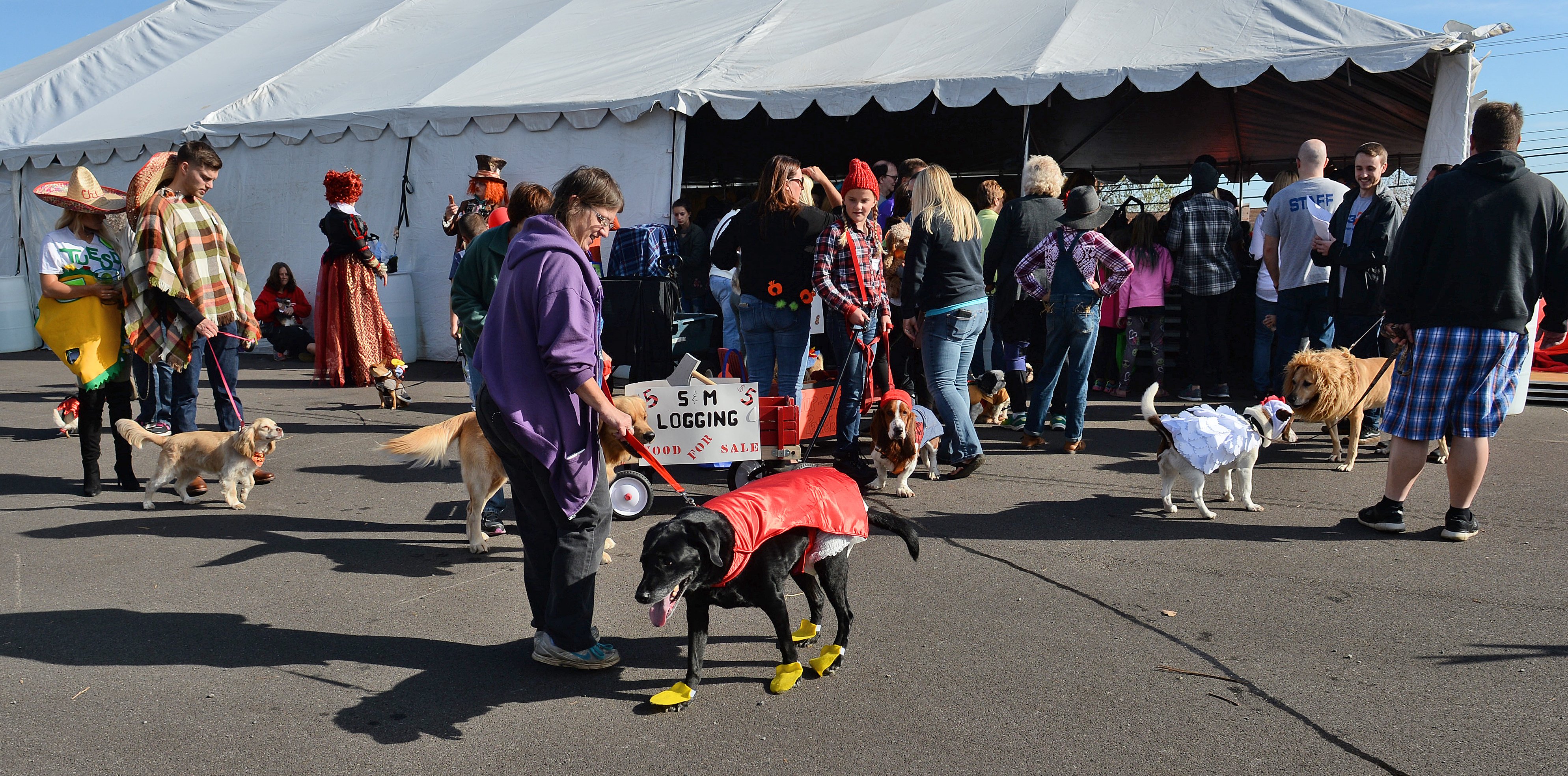 Cut4 on X: The @SFGiants held a dog costume contest, and ballpark  promotions will never be the same:    / X