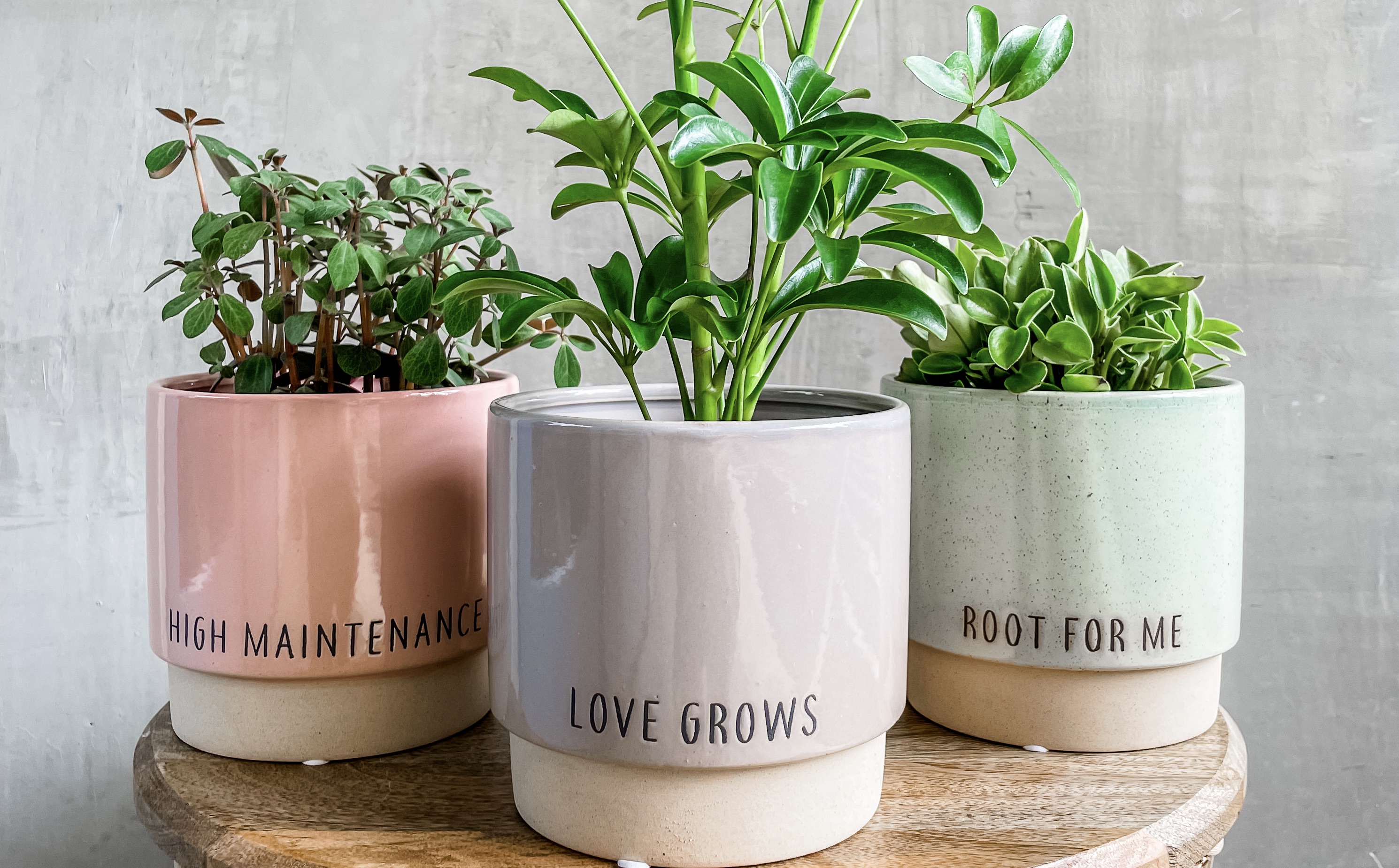 houseplant gift guide: these oregon shops offer options from