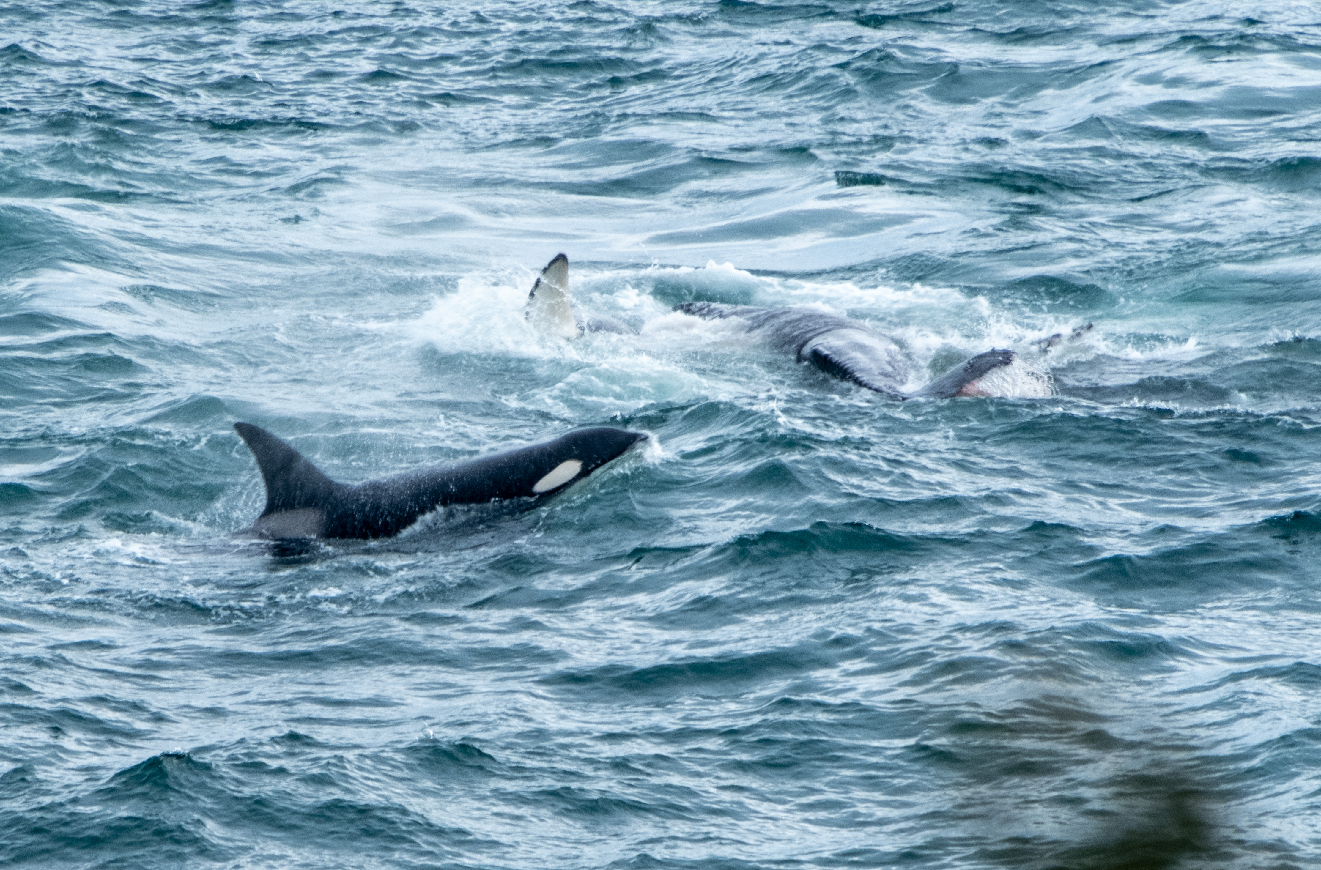 Pack of orcas hunt gray whales off Oregon's central coast - oregonlive.com