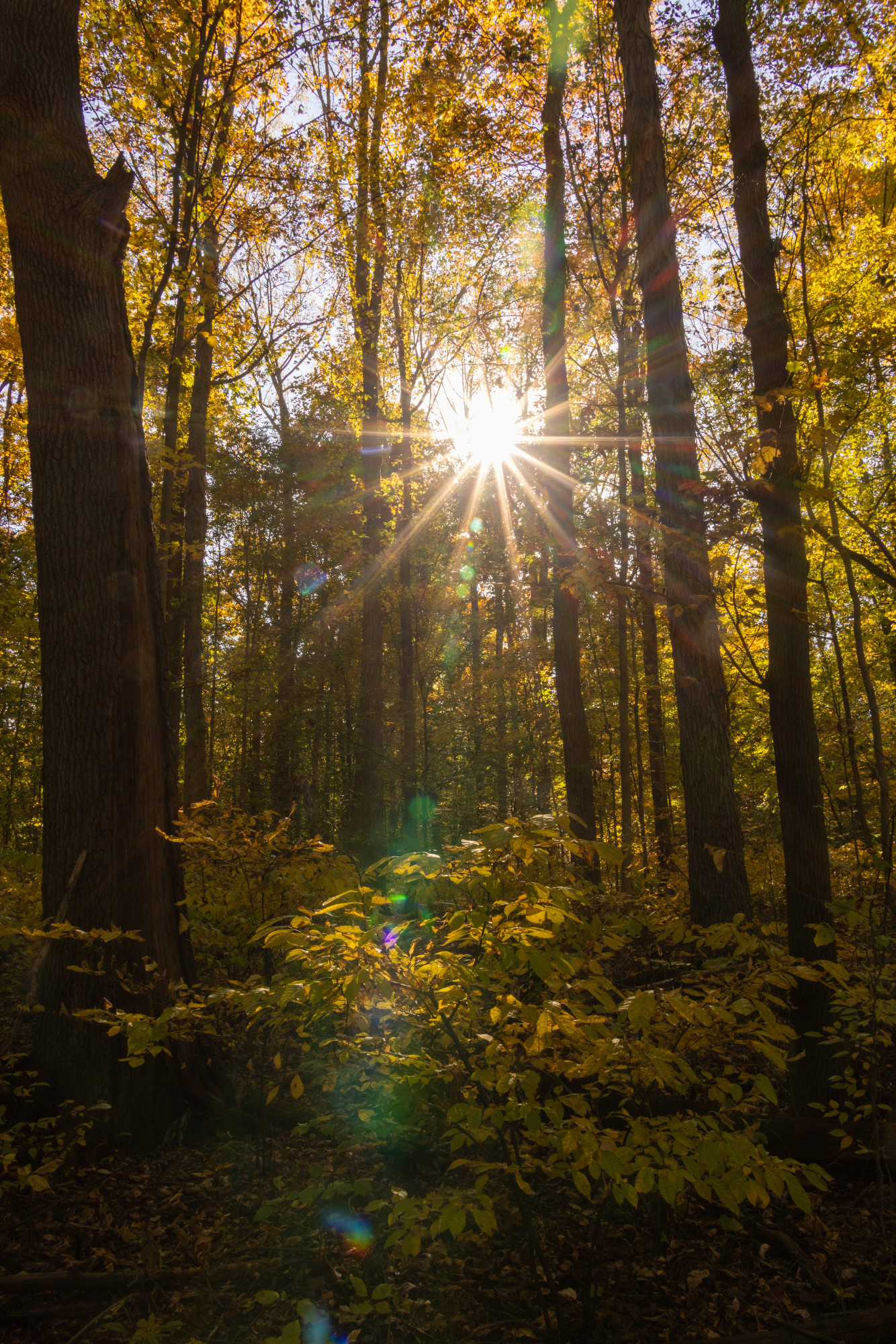 Fall colors in the Cuyahoga Valley National Park 2024 - cleveland.com