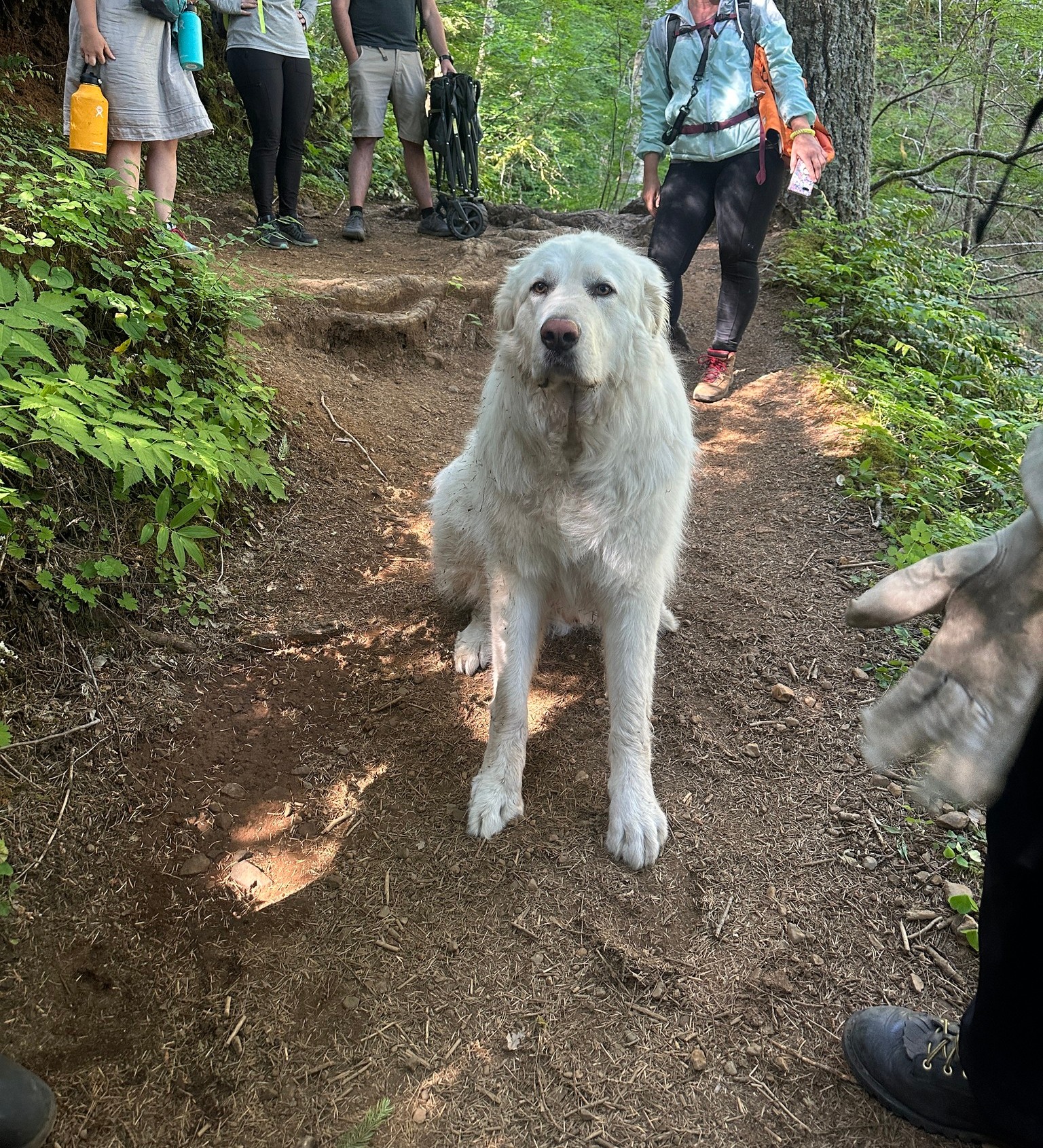 Pyrénées Firefighters rescue 160-pound dog on Saddle Mountain trail