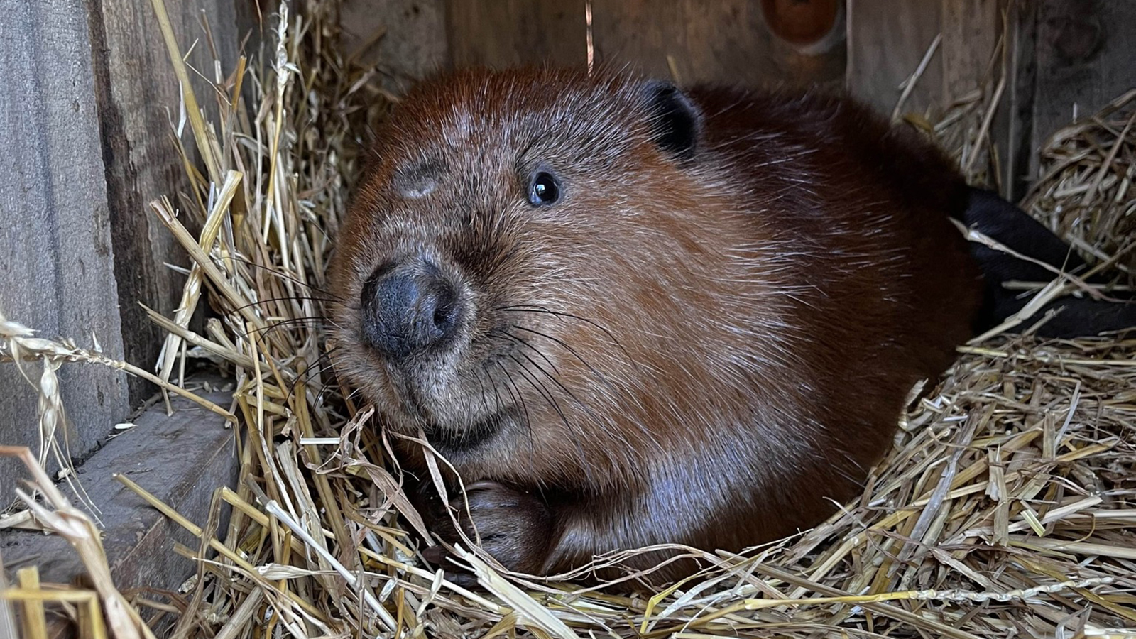 Utica Zoo searching for a missing beaver who just arrived