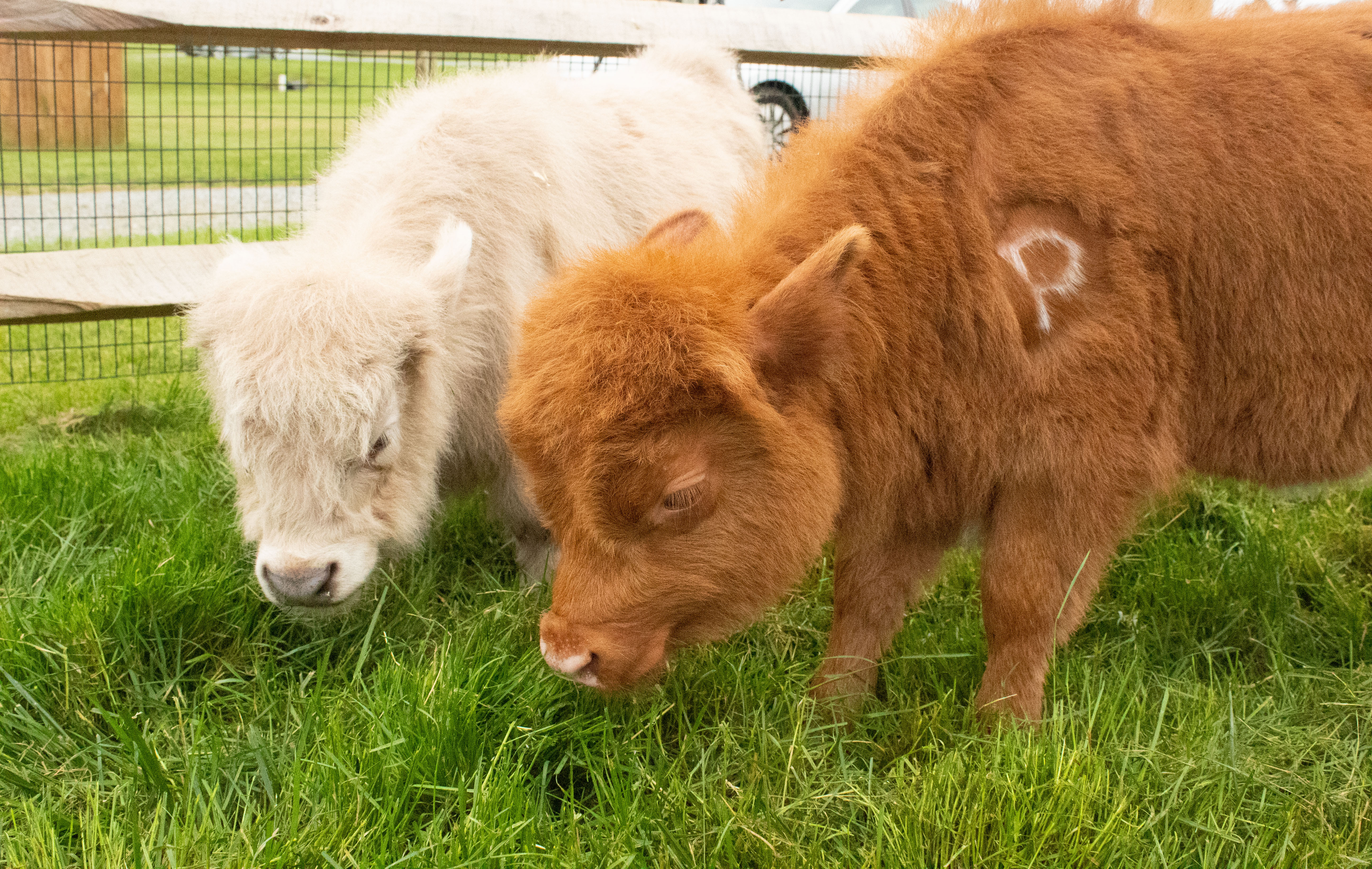 Two micro-miniature highland cows at Cherry Crest Adventure Farm 